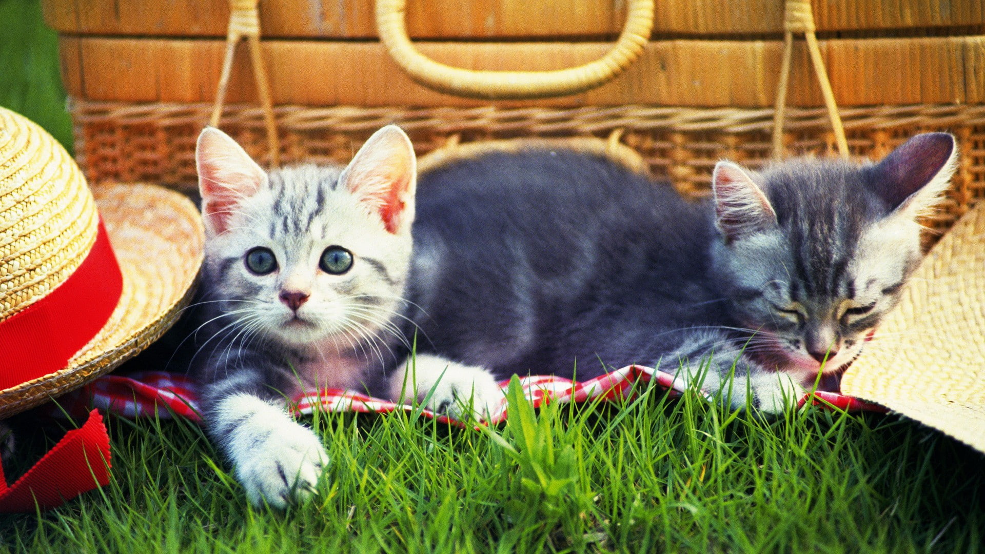 cat, cats, grass, hat, kitten, picnic