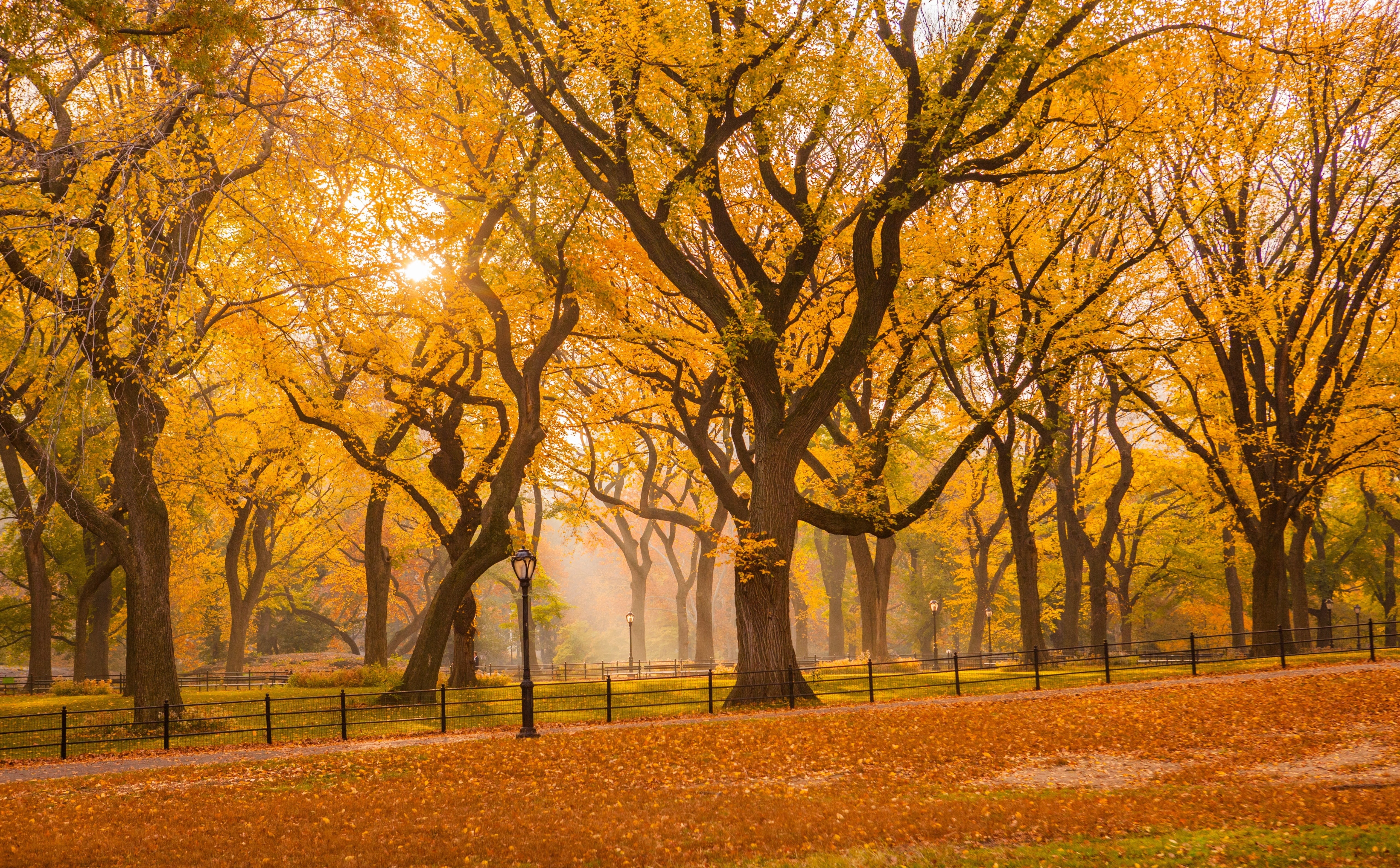 Central Park Fall Foliage, Seasons, Autumn, City, Nature, Trees