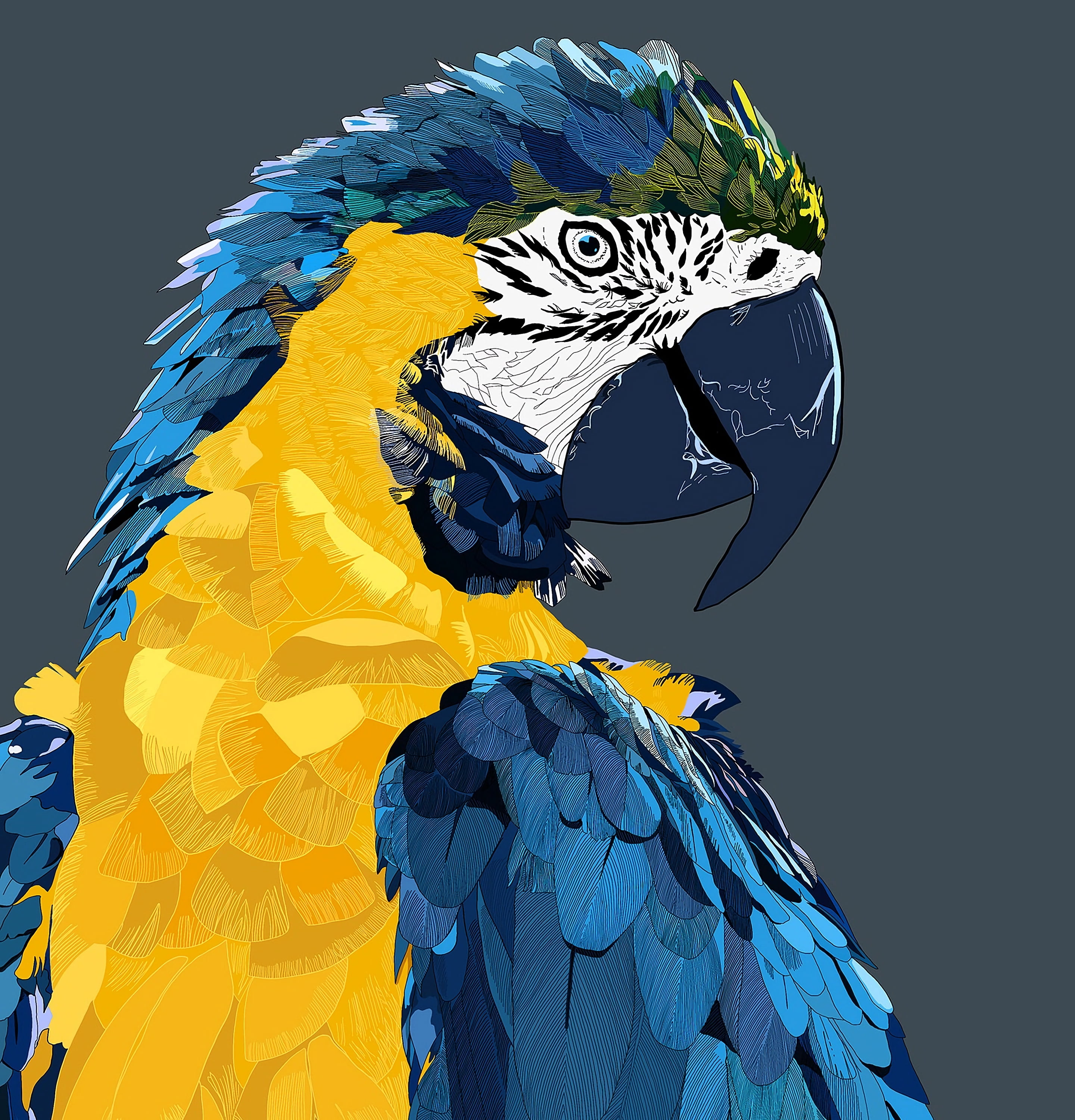 blue and yellow parrot wallpaper, macaw, art, bird, animal, nature