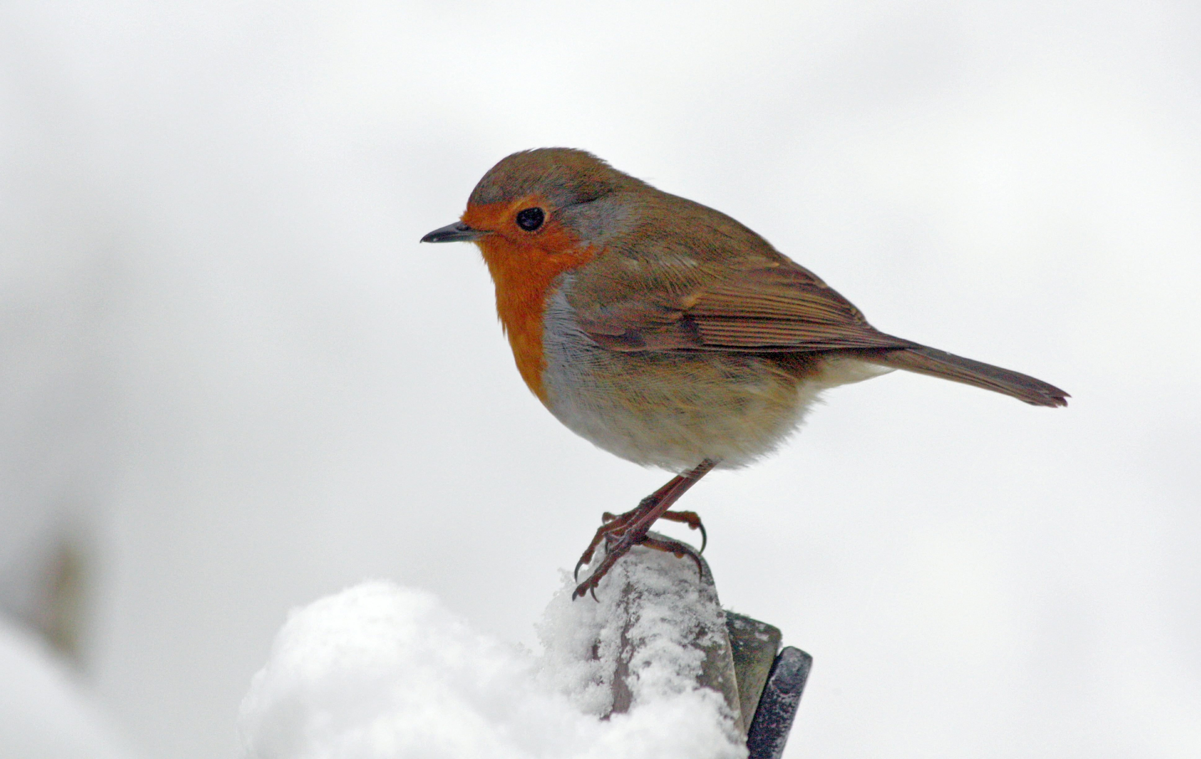 selective focus photography of orange and gray feathered bird, robin, robin