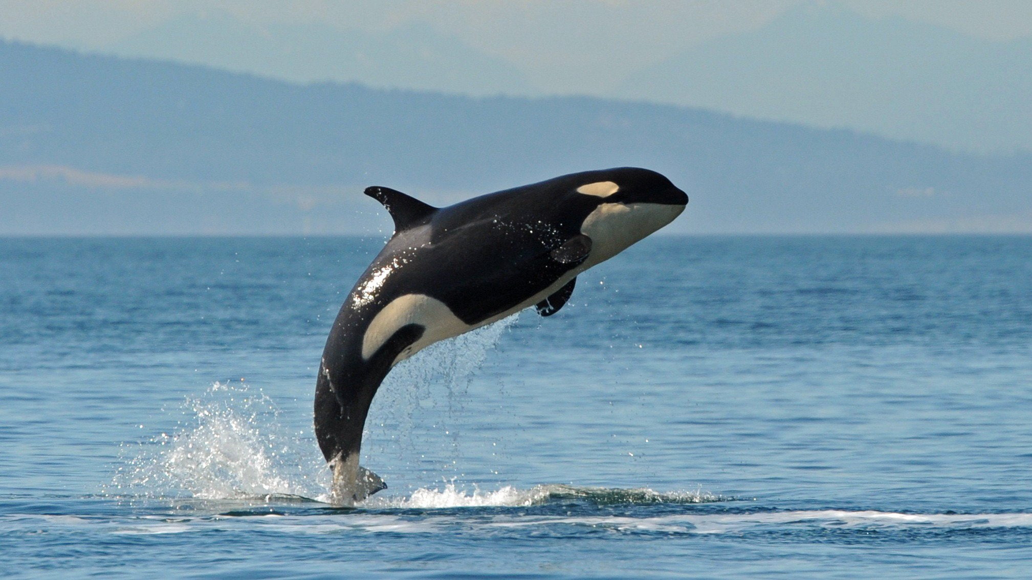 Animales, ballena, Orca, Santando, animal themes, animals in the wild