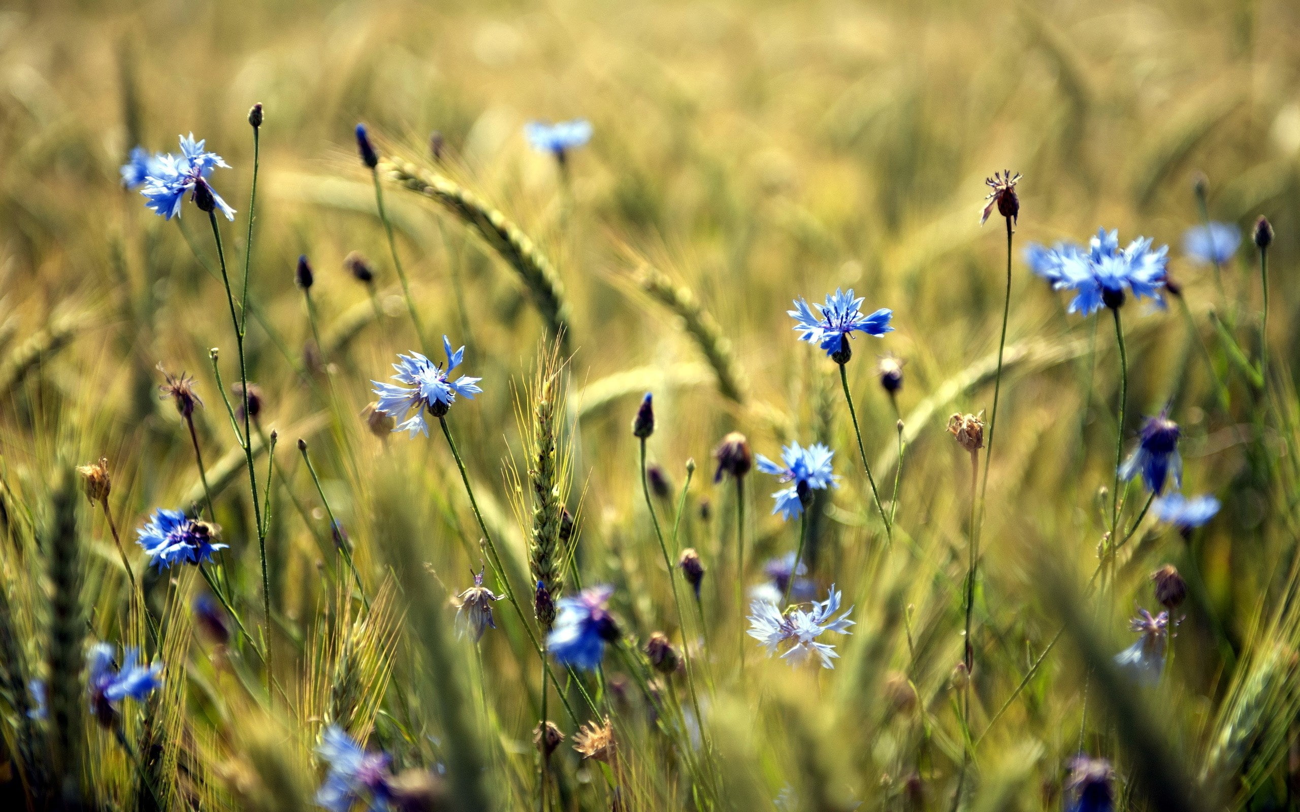 cornflower