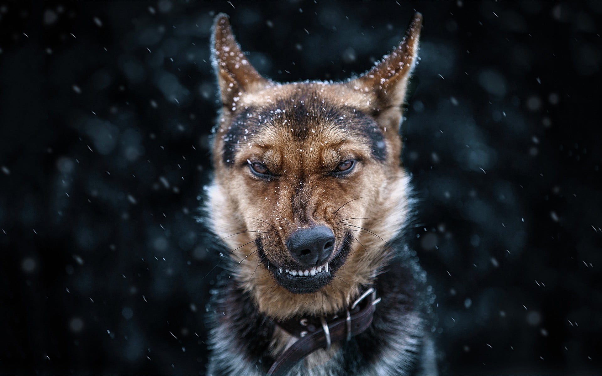 adult black and tan German shepherd, dog, snow, one animal, winter