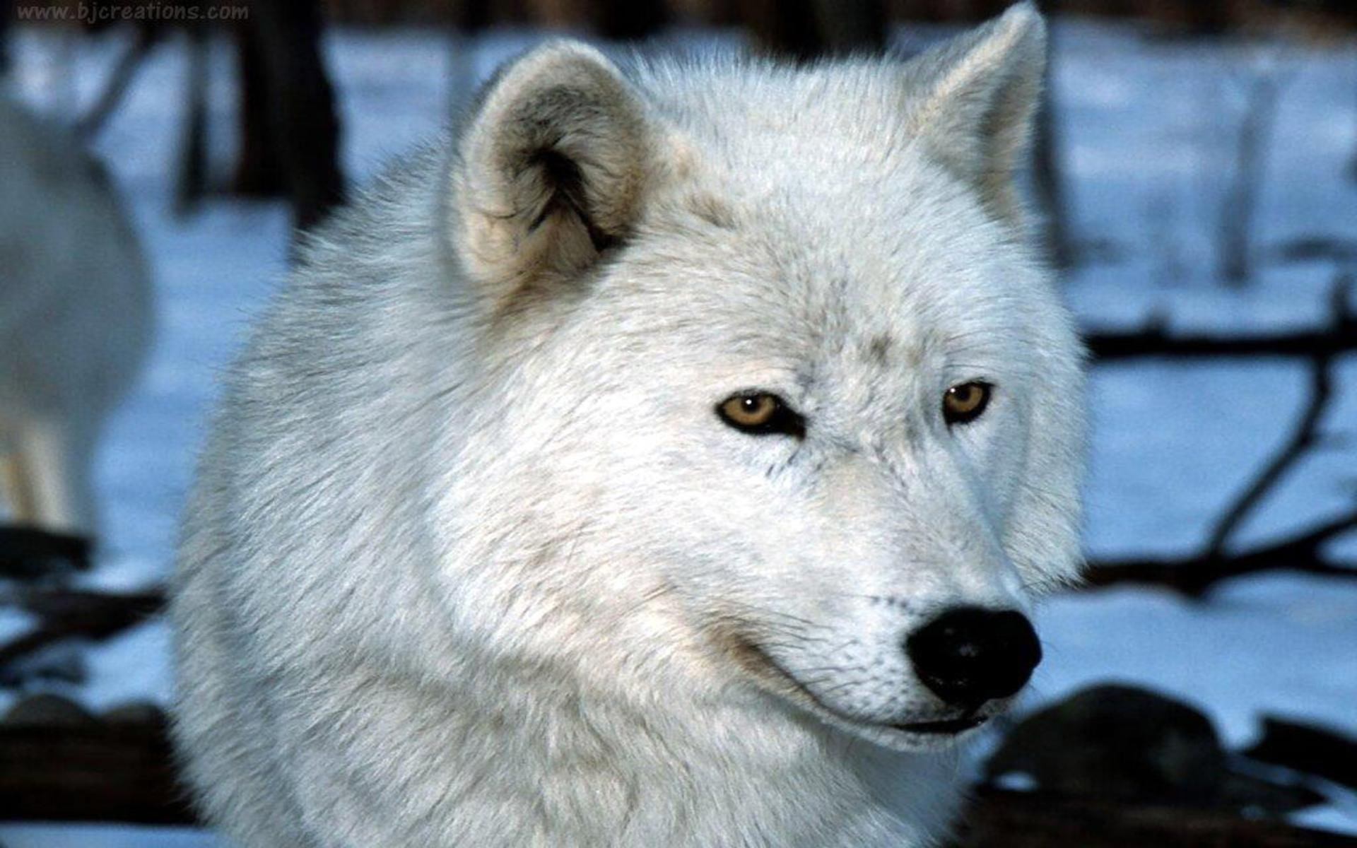 A White Fang Wolf, wolfs, cute, animals