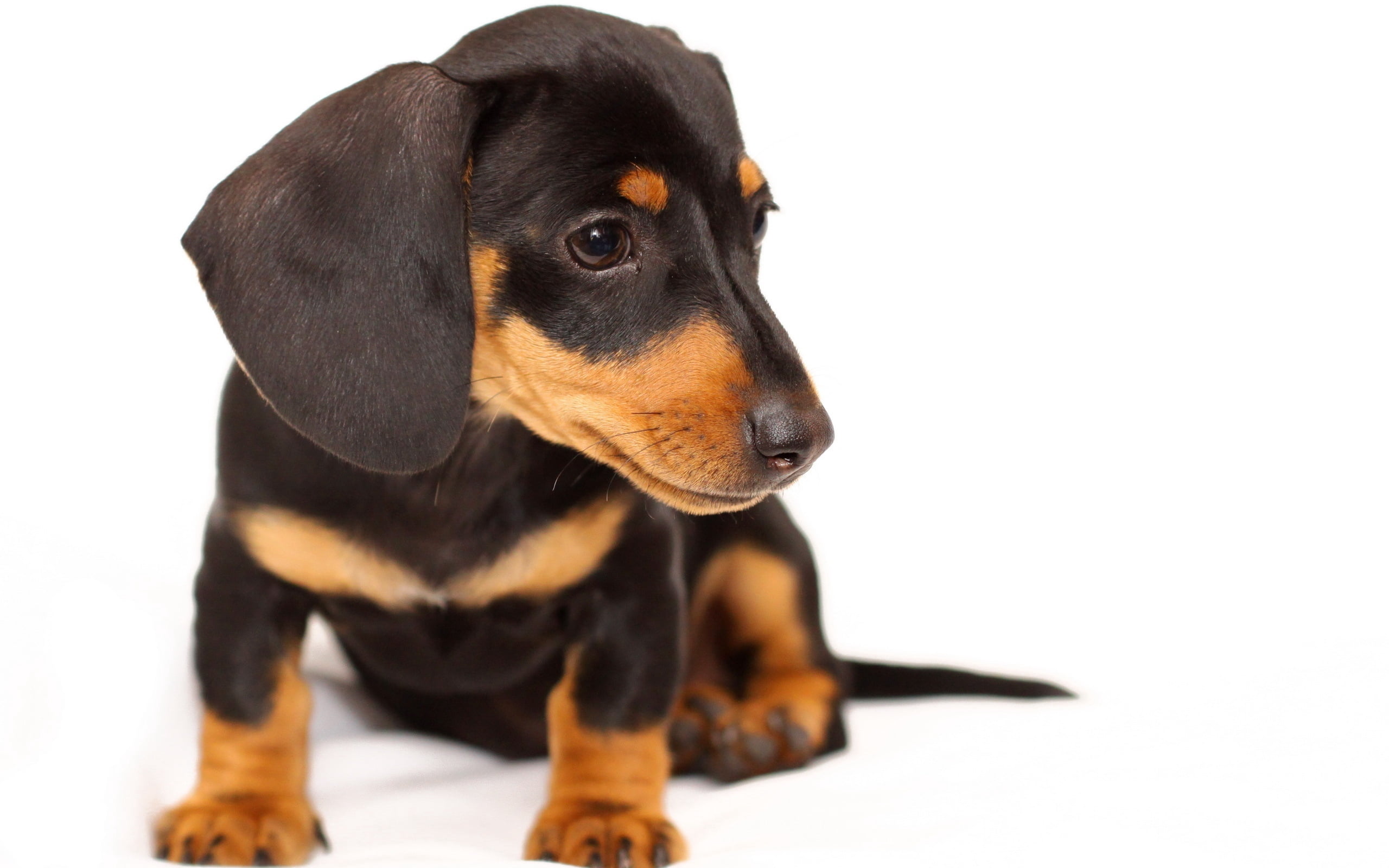 black and gold dachshund puppy, dog, snout, ears, sitting, small
