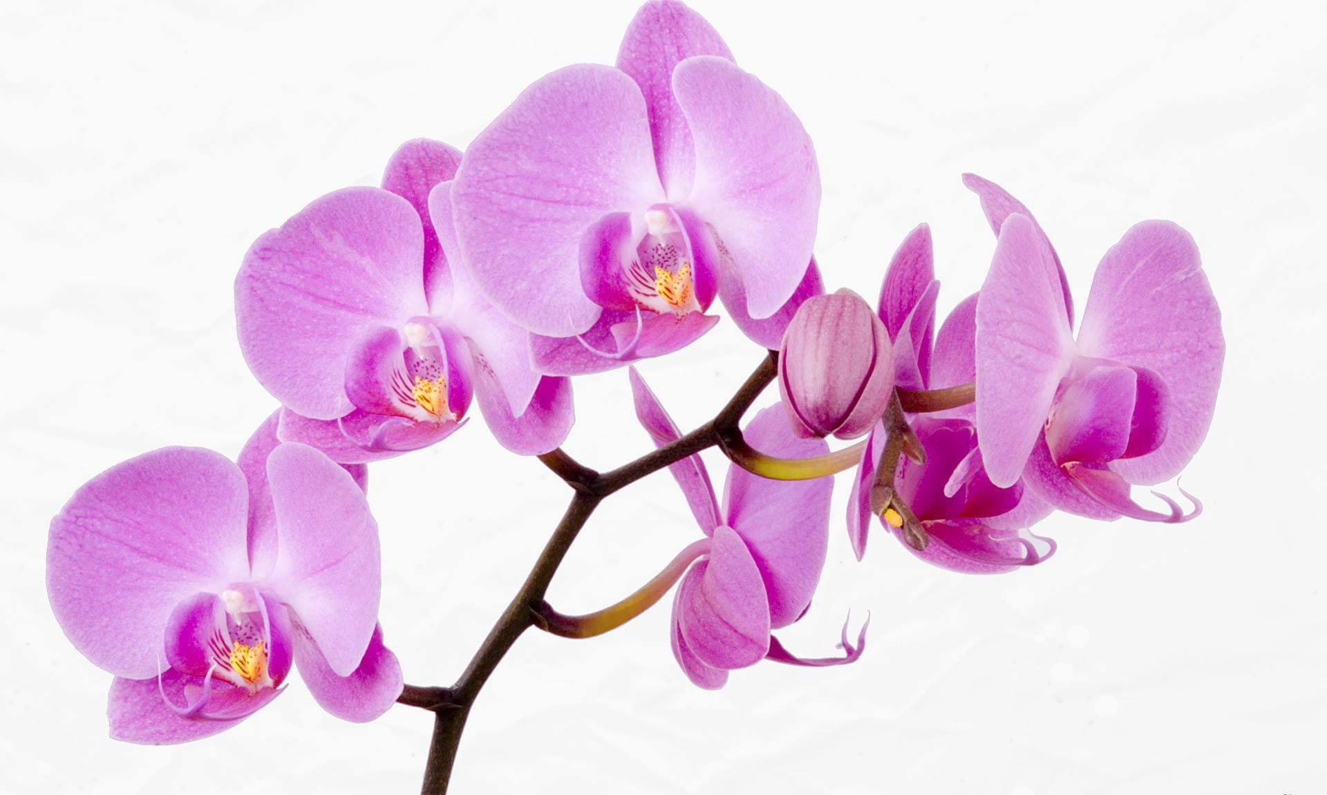 pink orchids, flower, twig, close-up, pink Color, moth Orchid