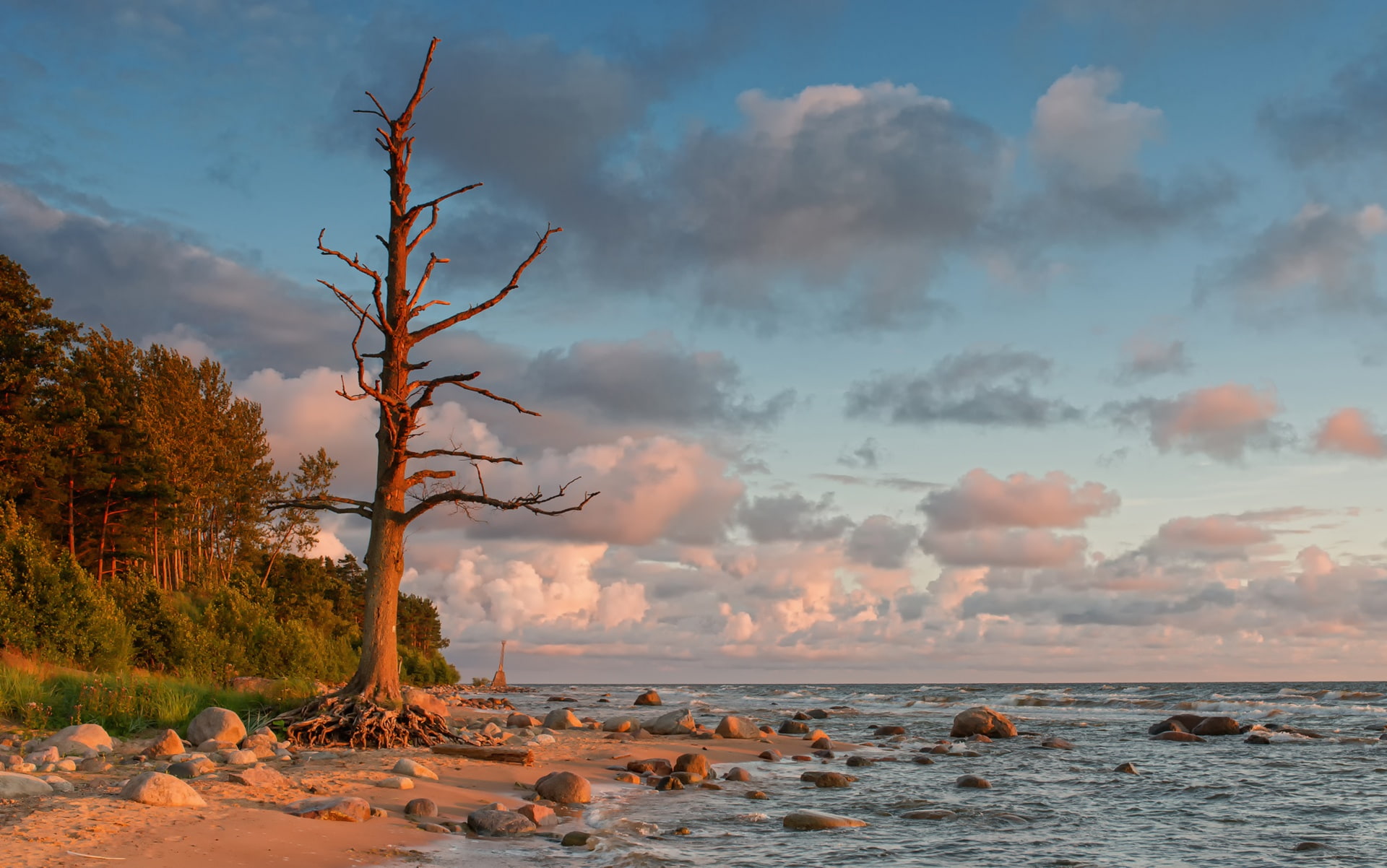 tree, shore, The Baltic sea, Latvia