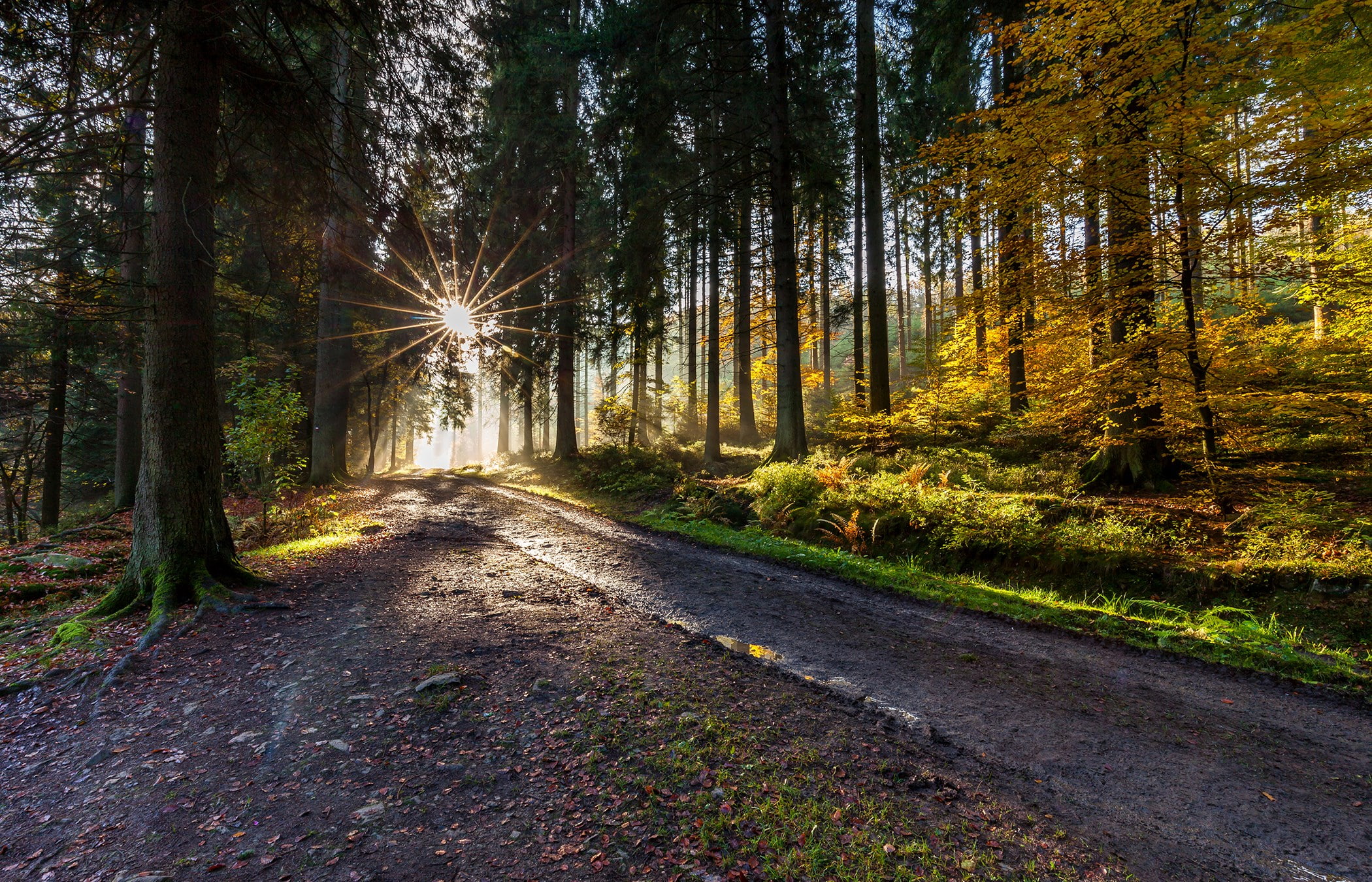 path, tree, plant, forest, direction, the way forward, land