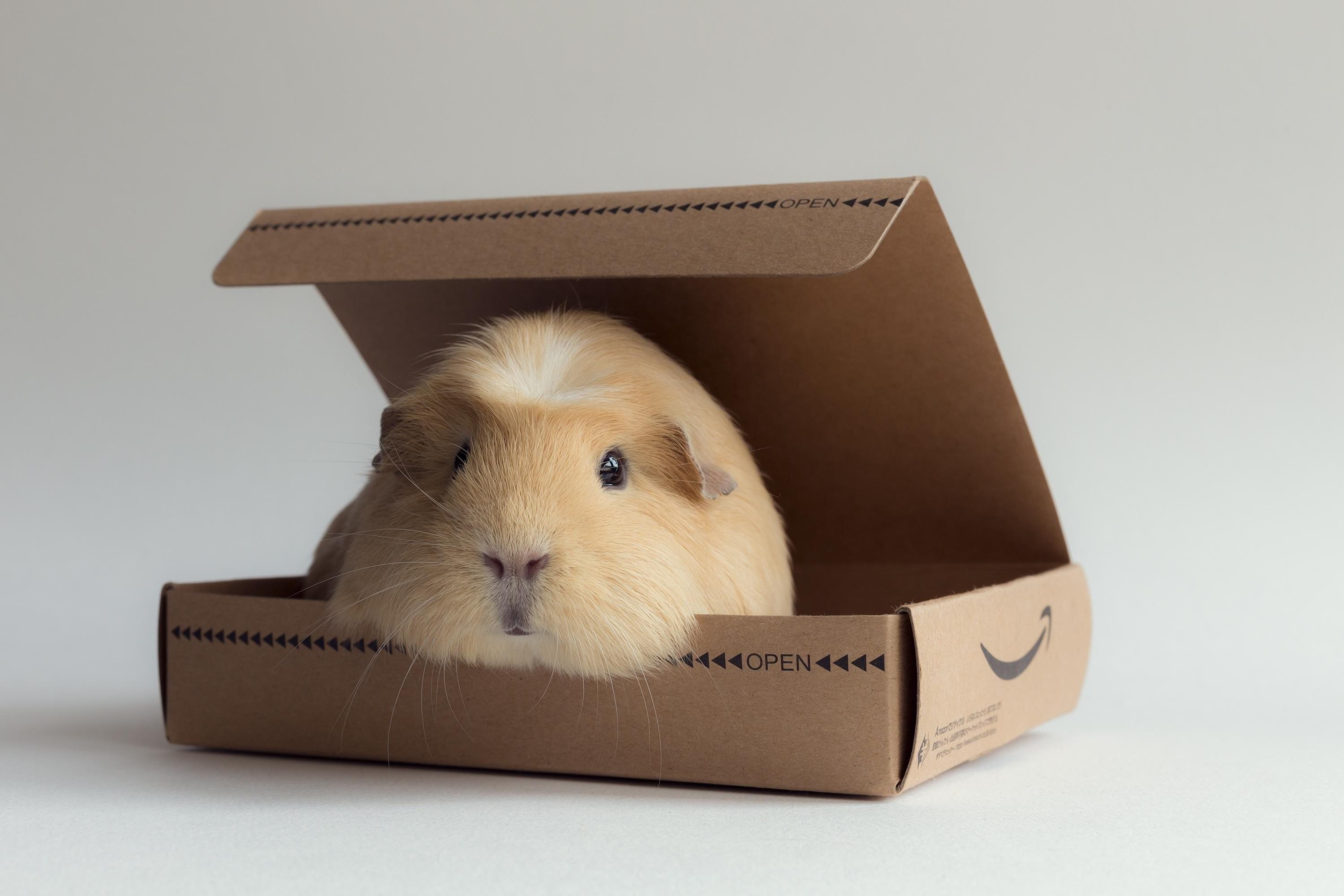 guinea pig, box, rodent