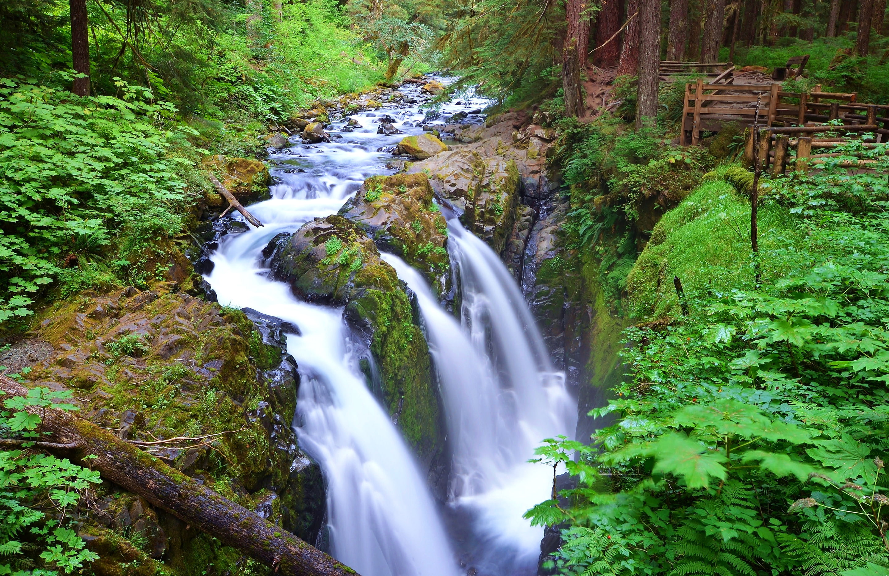 forest, trees, river, waterfall, stream, USA, Washington, Olympic National Park