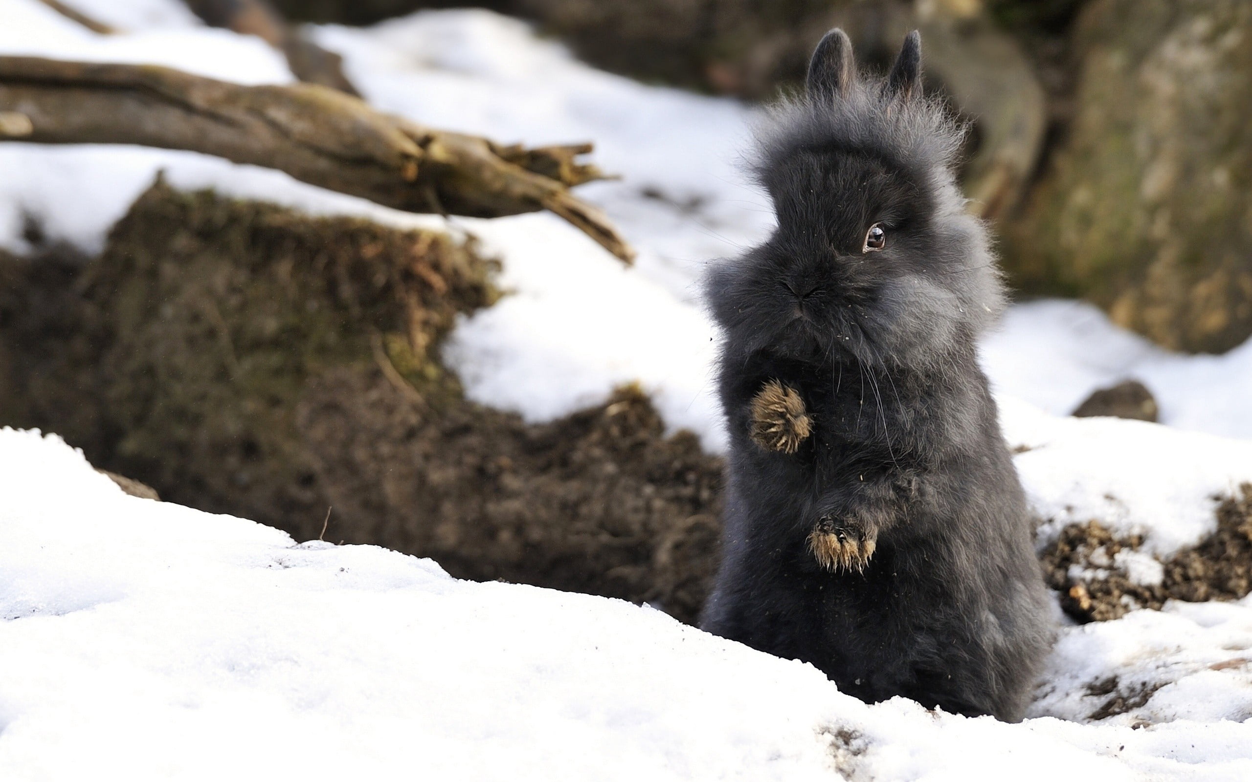 black rabbit, fluffy, forest, fright, snow, animal, mammal, nature