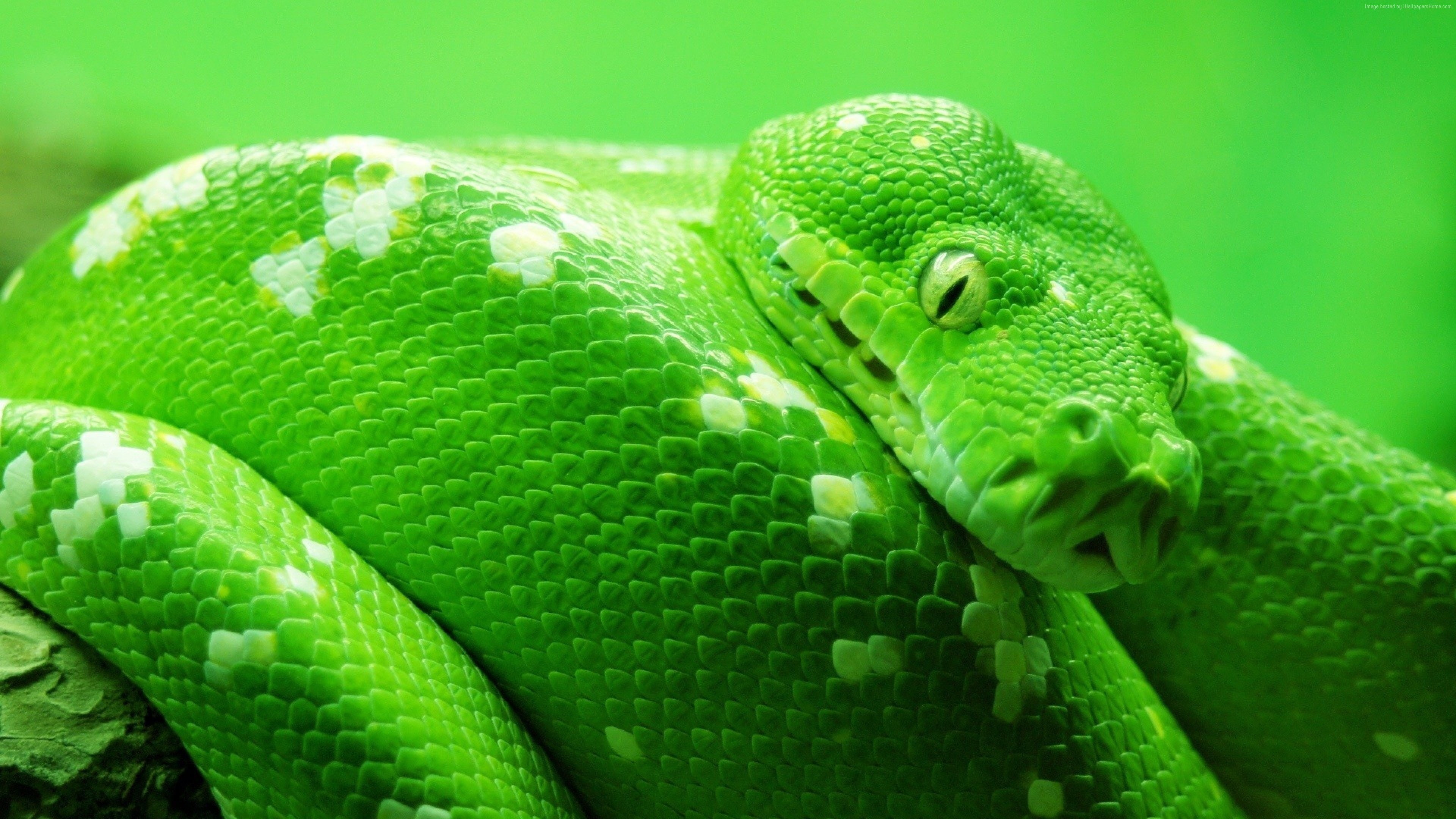 green, 4K, snake, reptile, animal themes, green color, animal wildlife