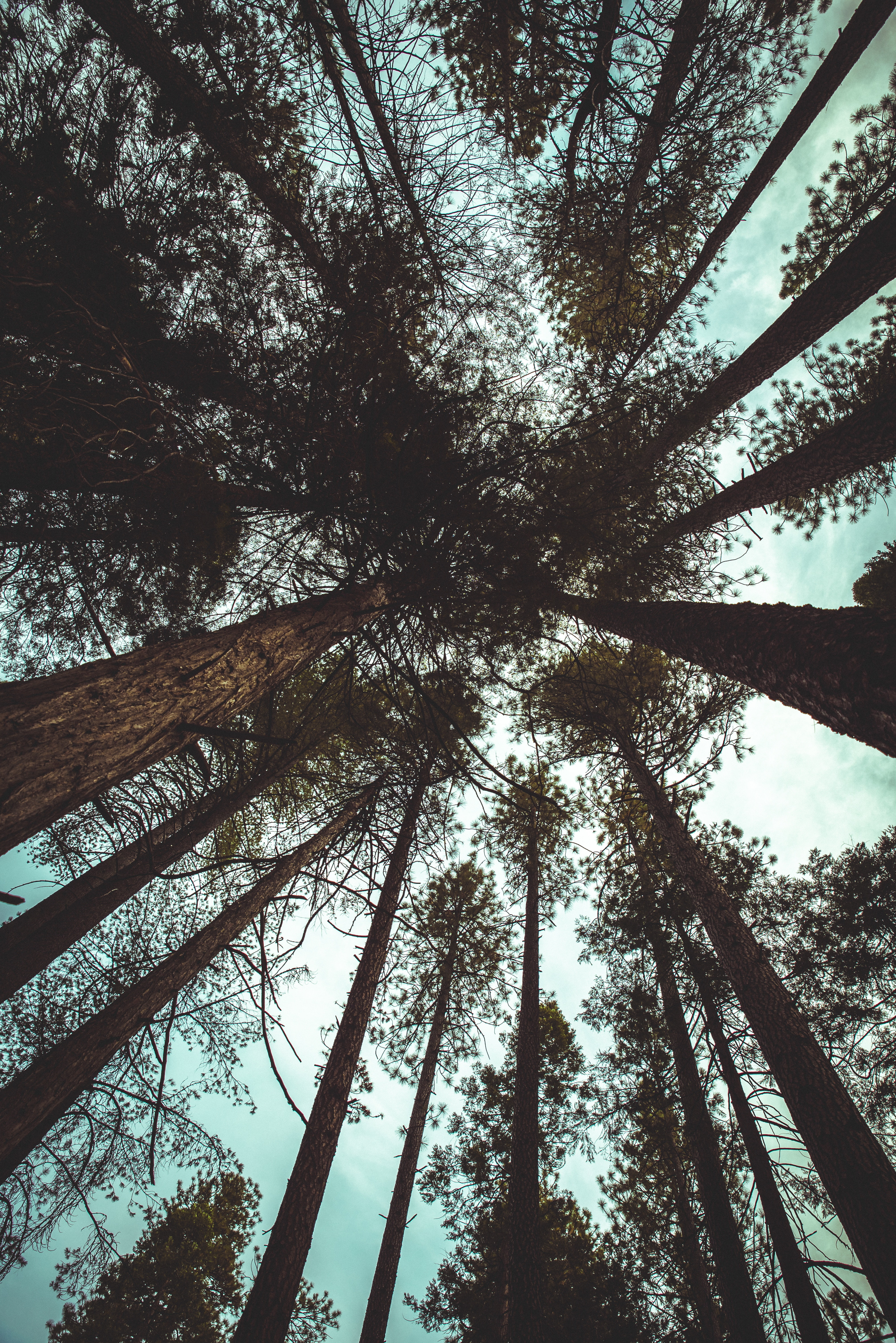 trees, bottom view, branches, trunks, sky, clouds