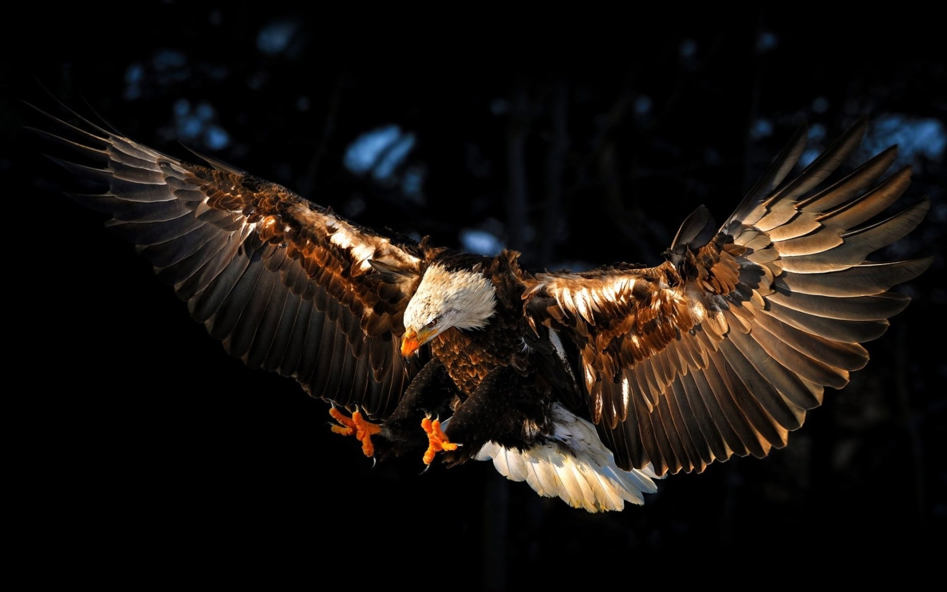 bald eagle