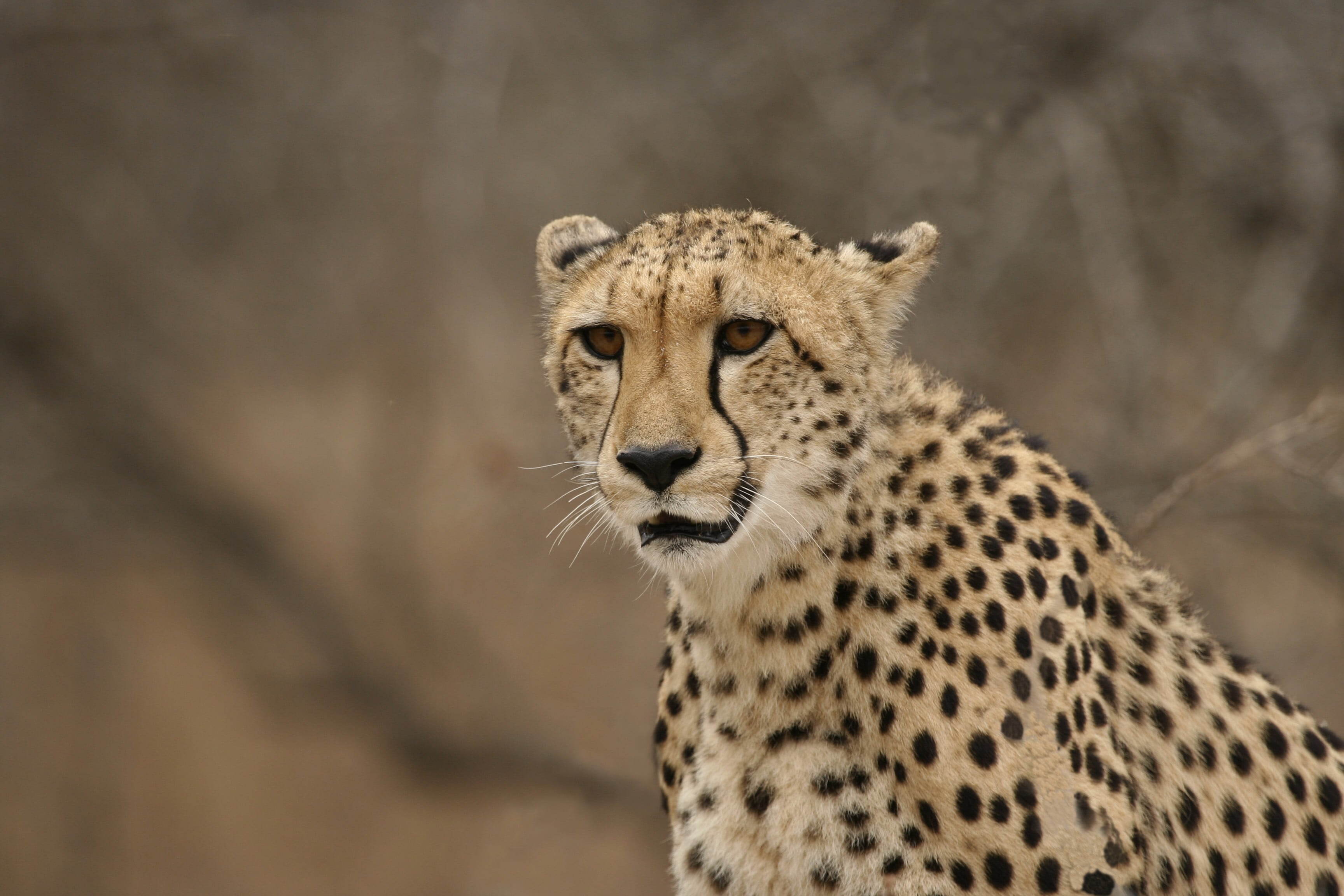 cheetah sitting near on withered tree, south  africa, kruger  park