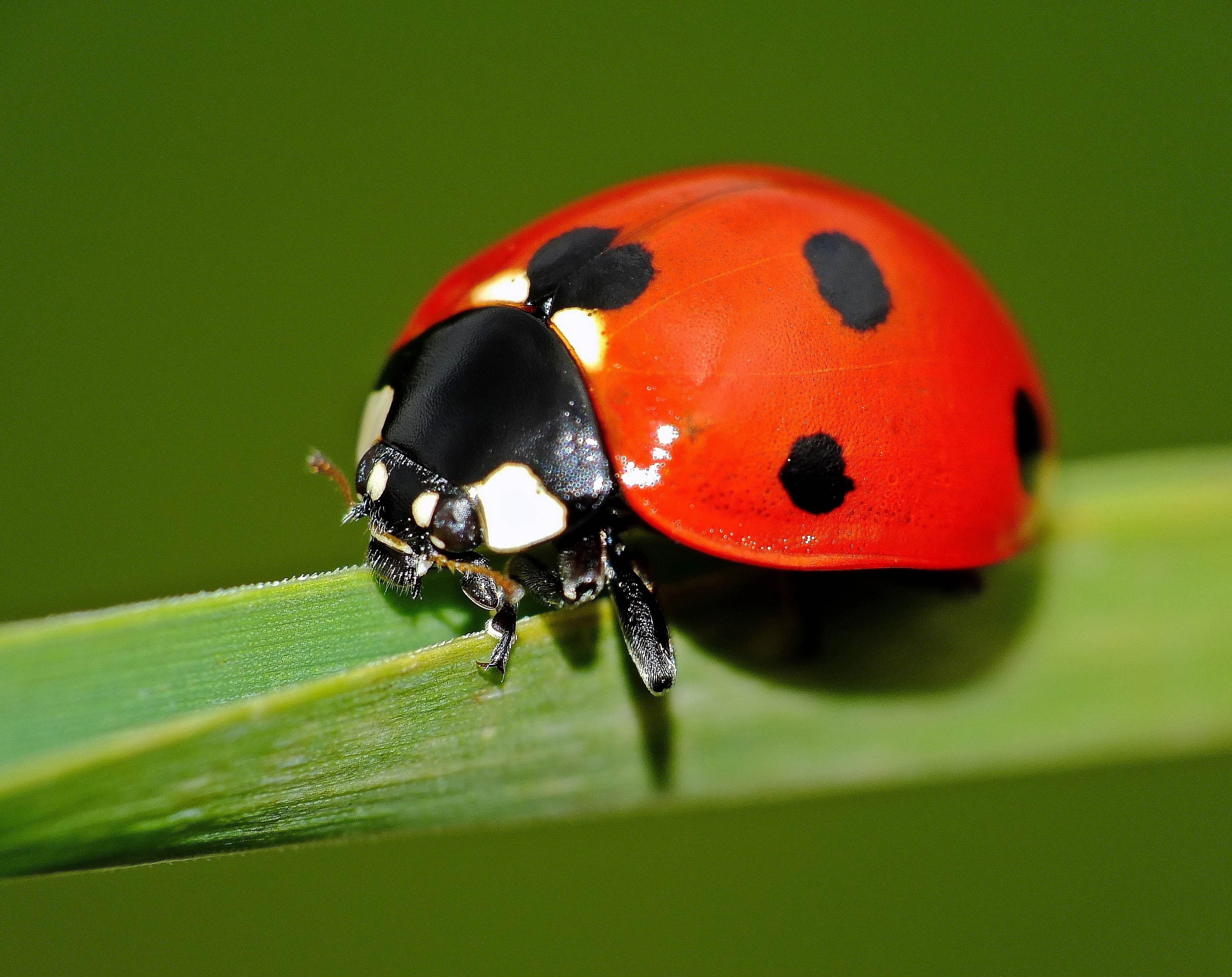 Ladybird Explore, red ladybird, Aero, Macro, Nature, Explorer