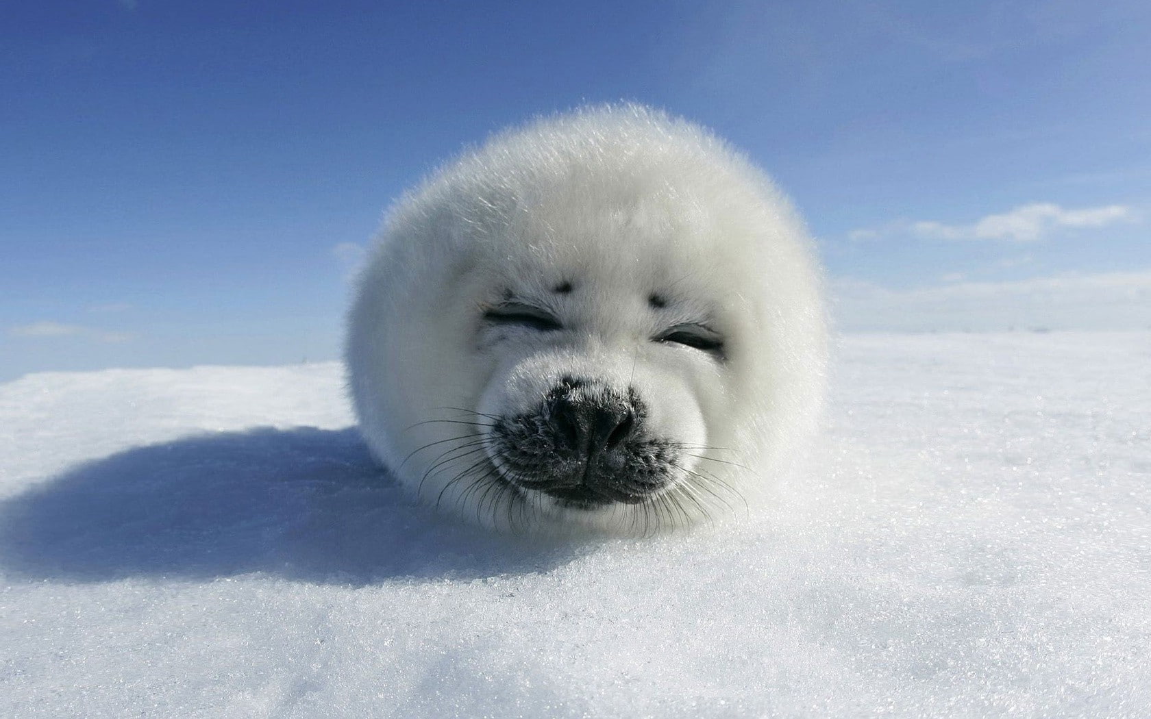 animals seals