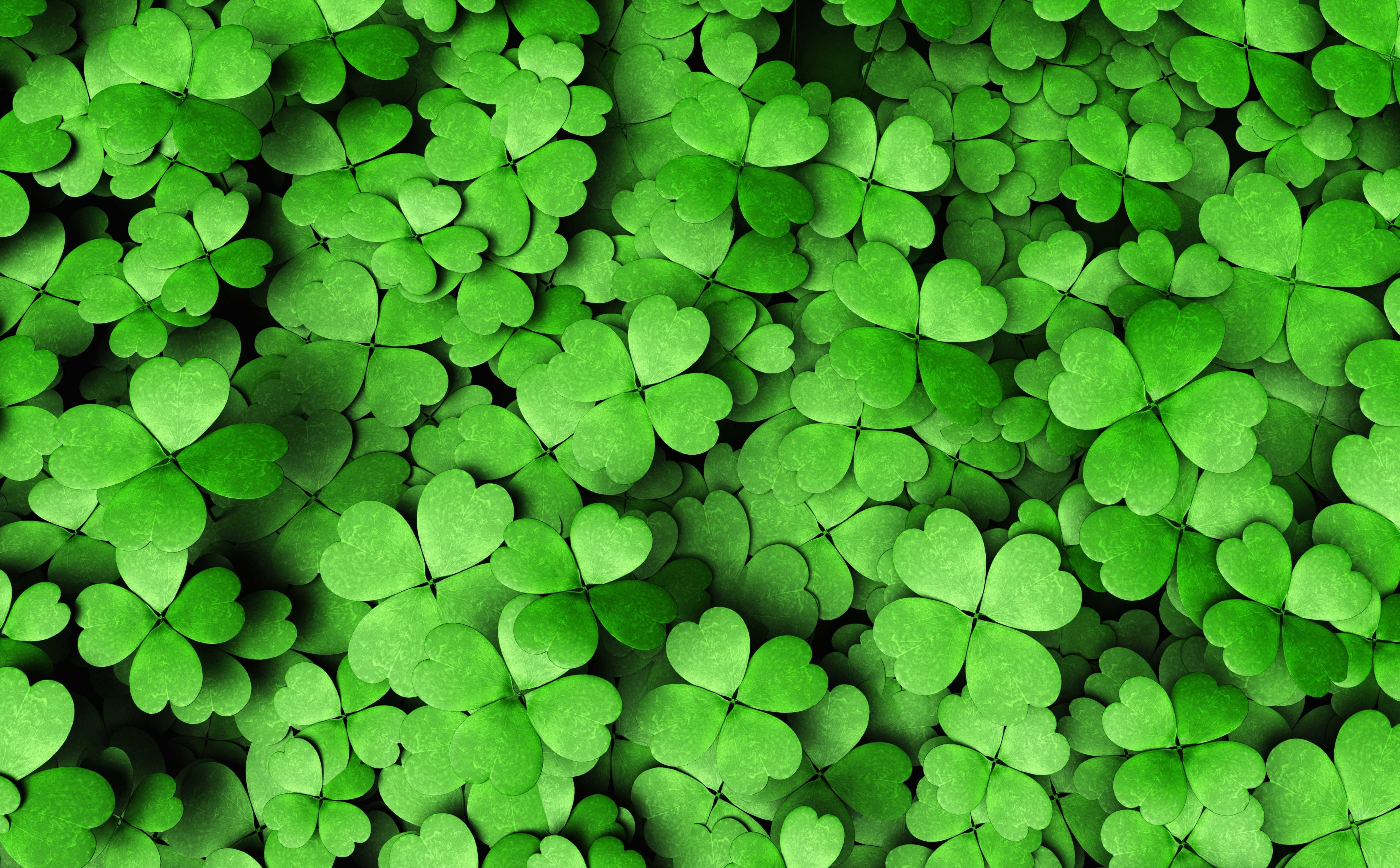 Four-leaf Clover, green clover leaves, Holidays, Saint Patrick's Day