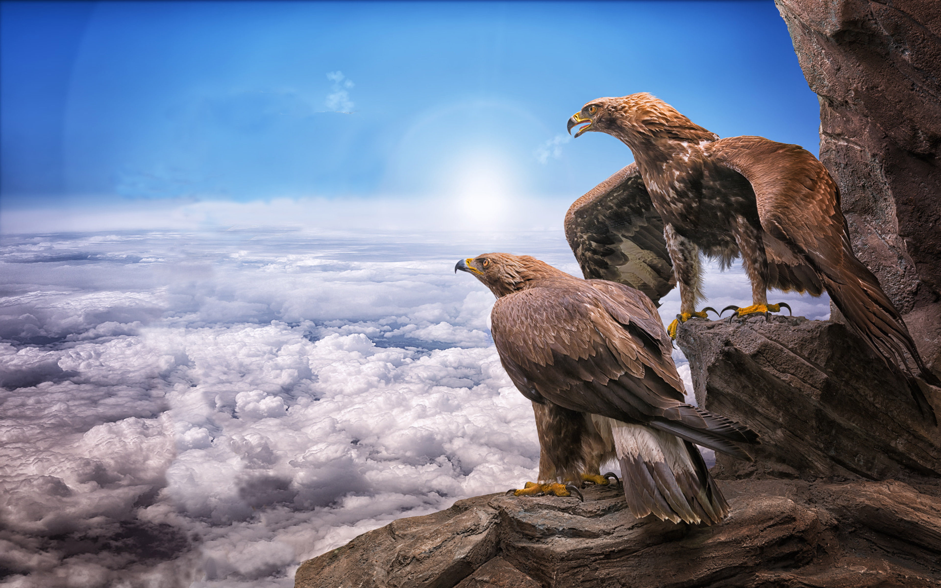 Eagles Birds Prey Masters At Heights Sky Clouds Roc Sun Animals Photo Wallpaper Hd For Desktop Mobile Phones Tablet And Laptop 3840×2400