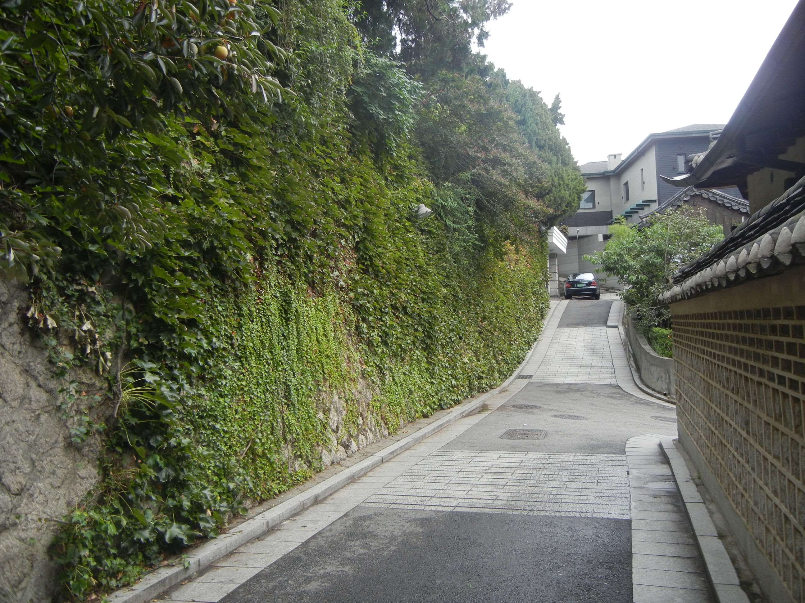 way, plant, tree, built structure, architecture, the way forward