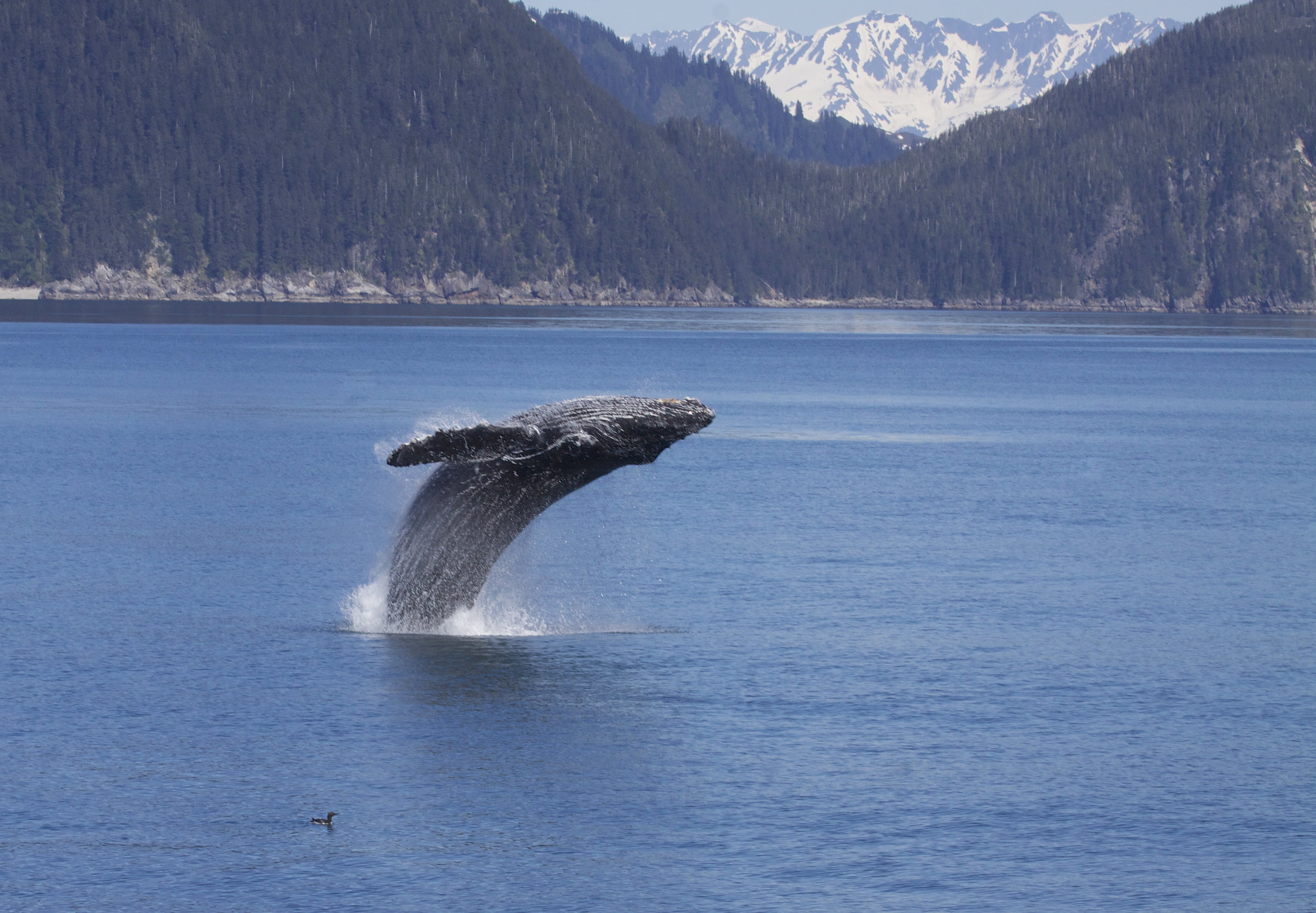 Whale jumping from ocean, humpback, megaptera novaeangliae, humpback, whale, megaptera novaeangliae