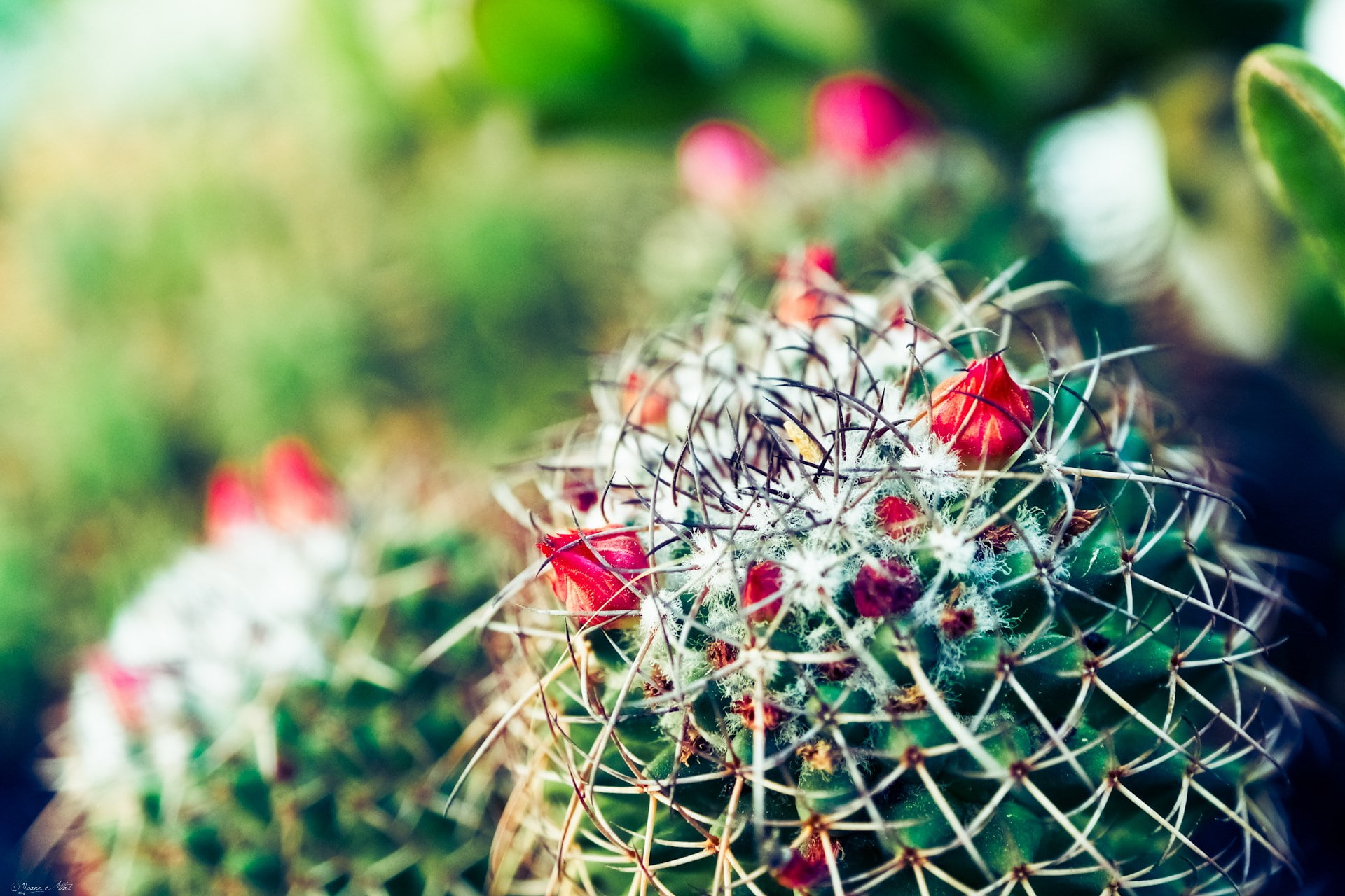 cactus