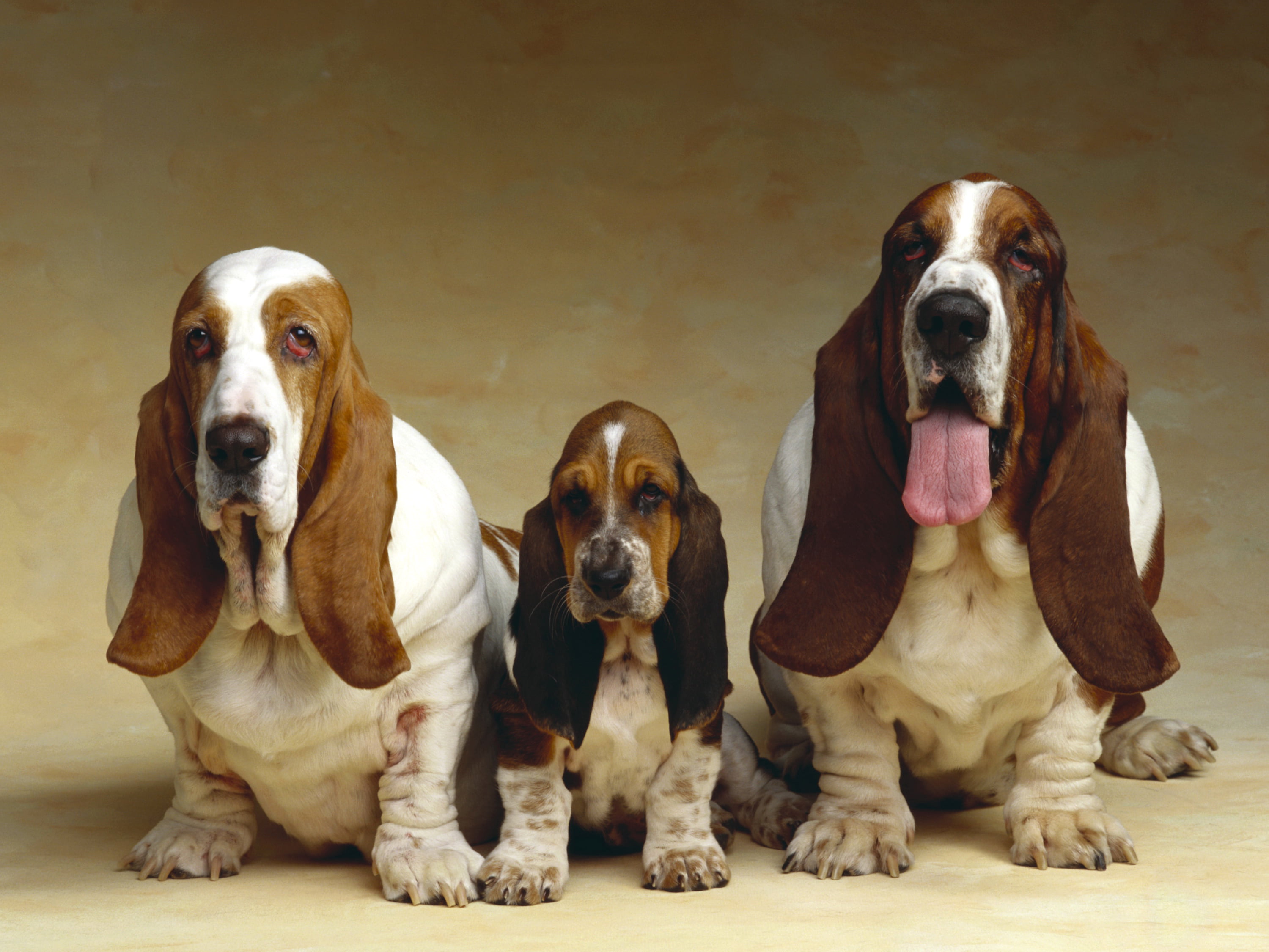 three white-and-brown basset hounds, photo, Puppy, Dogs, Animals