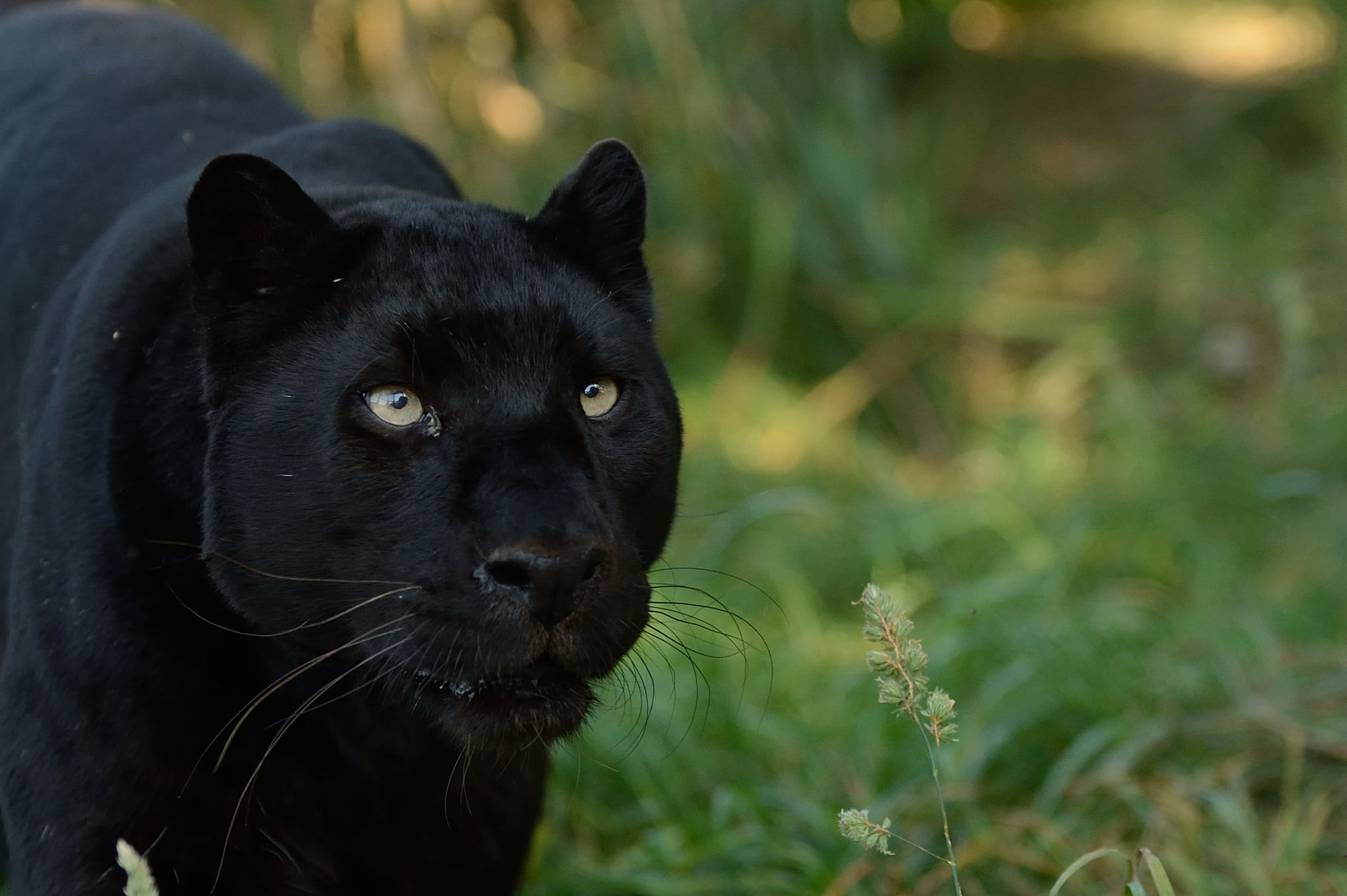 black panther, predator, muzzle, animal, nature, mammal, black Color