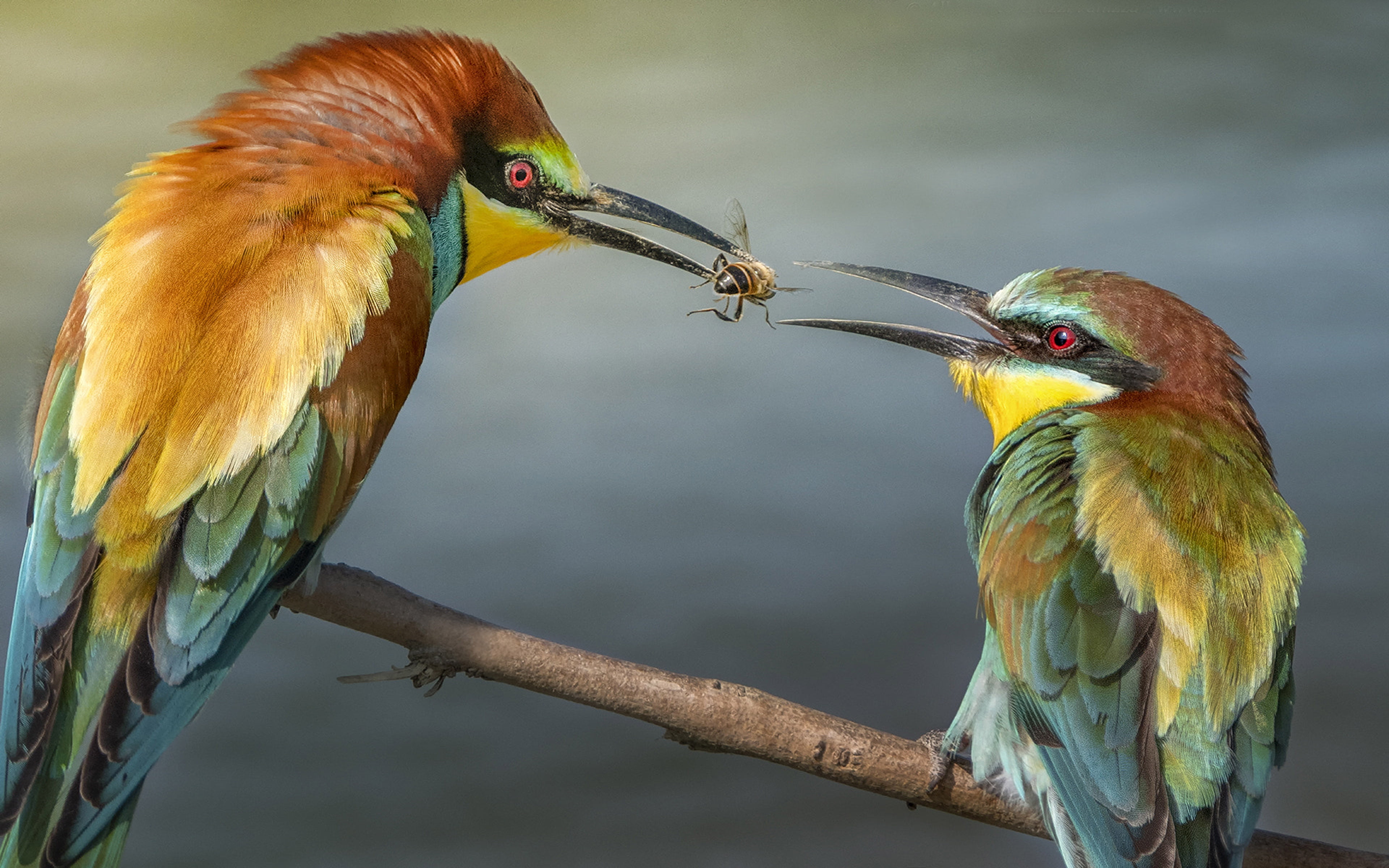 European Bee Eater (merops Apiaster)  Survival In Africa India Australia Europe And Islands On The South Pacific Desktop Wallpaper Hd 3840×2400