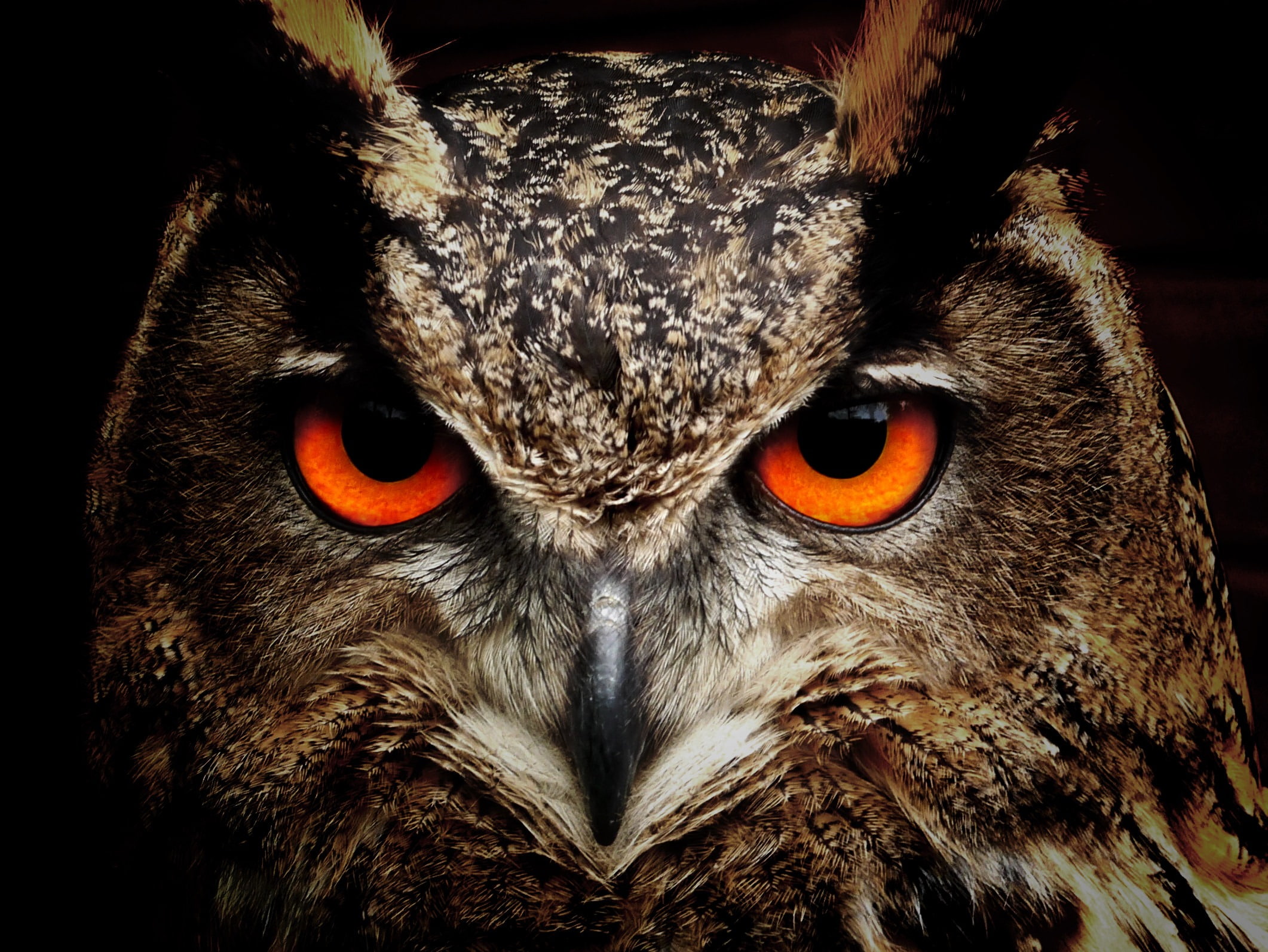 owl, eyes, birds, hd