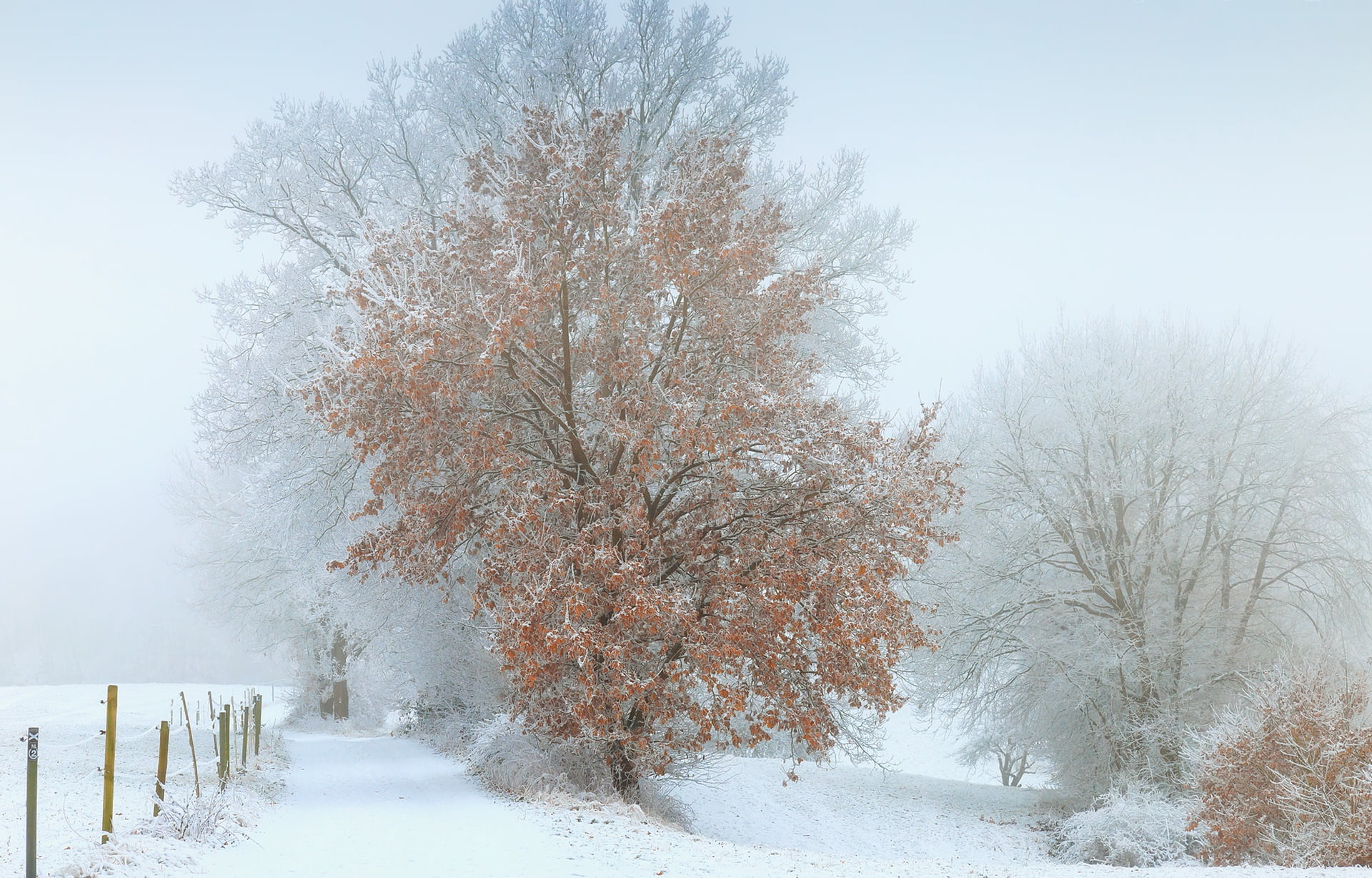 winter, snow, fog, tree