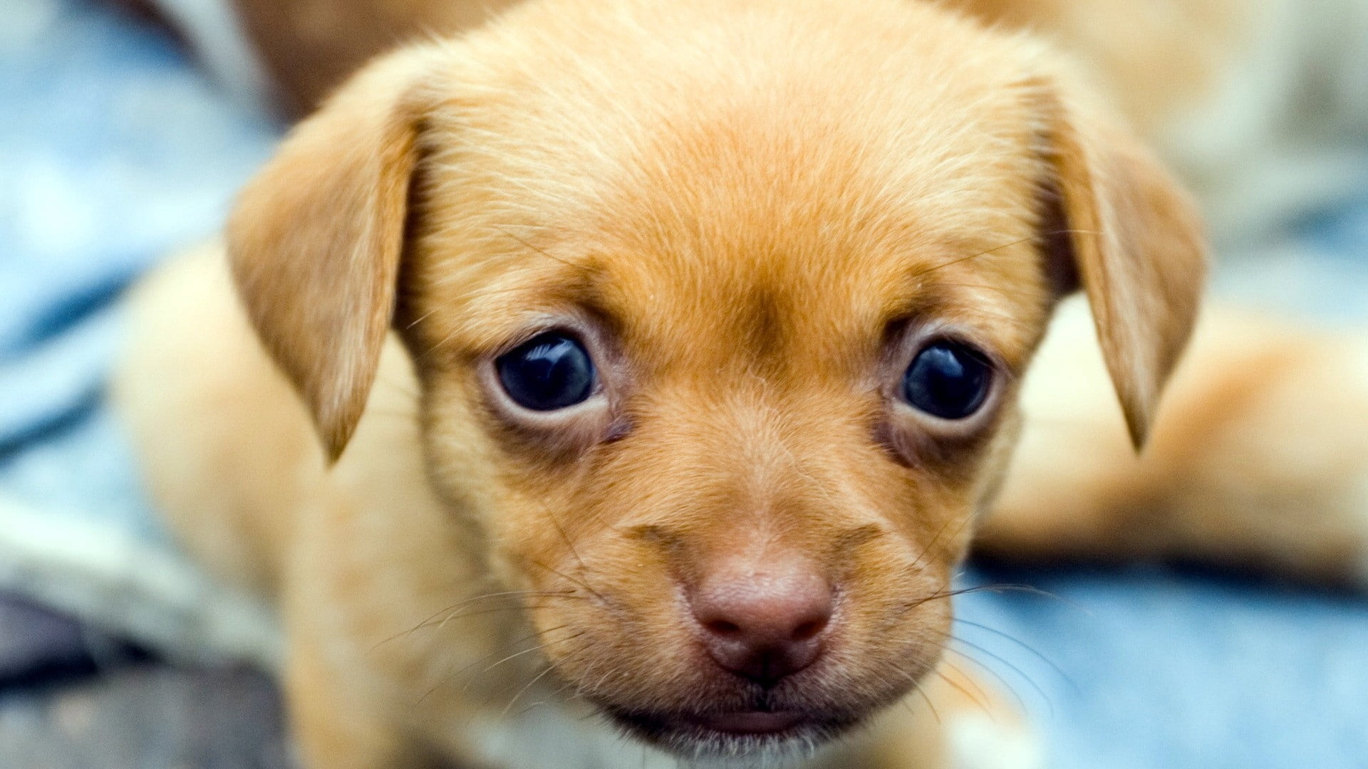 short-coated tan puppy, baby, look, dog, pets, cute, animal, purebred Dog