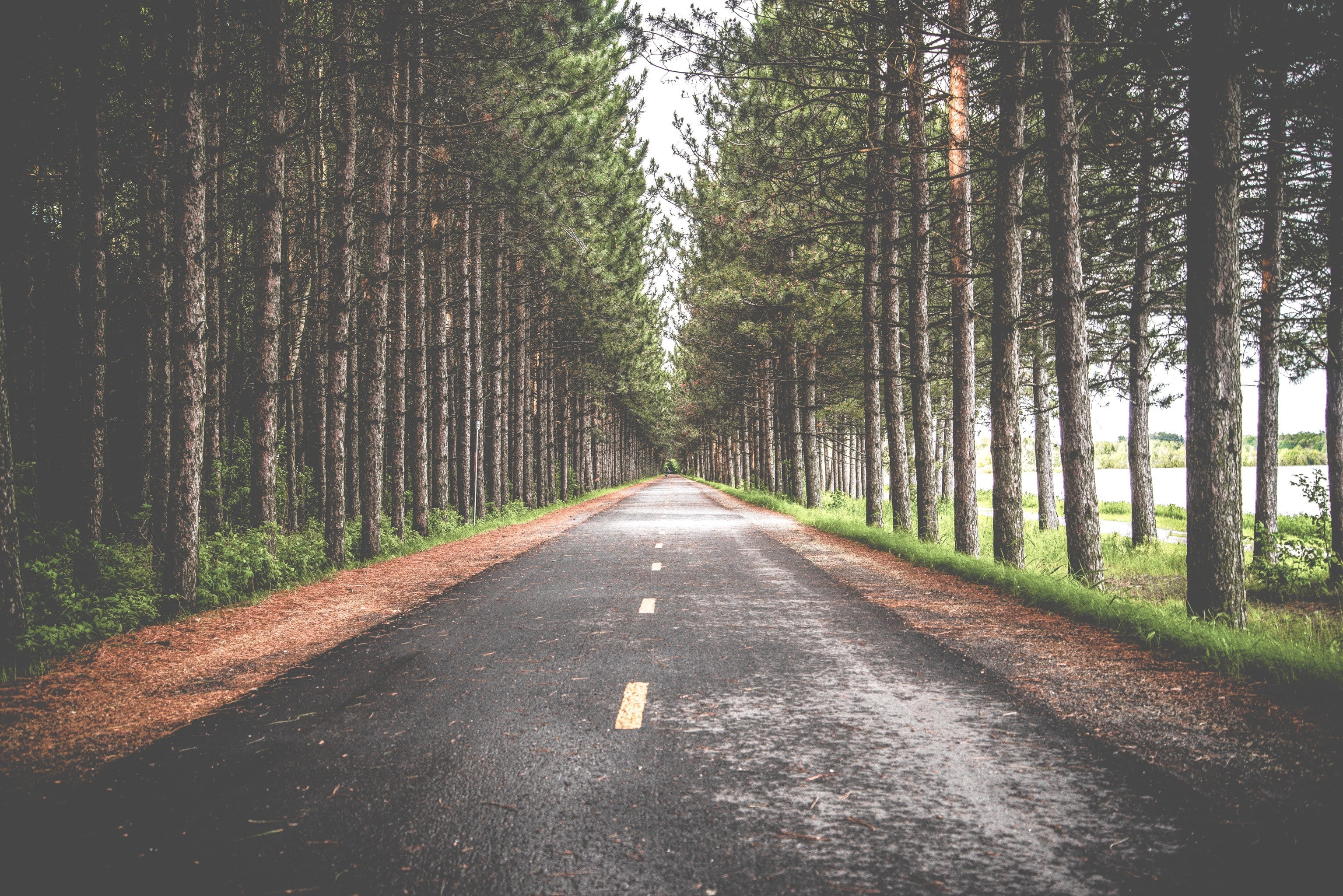 nature, road, trees, forest