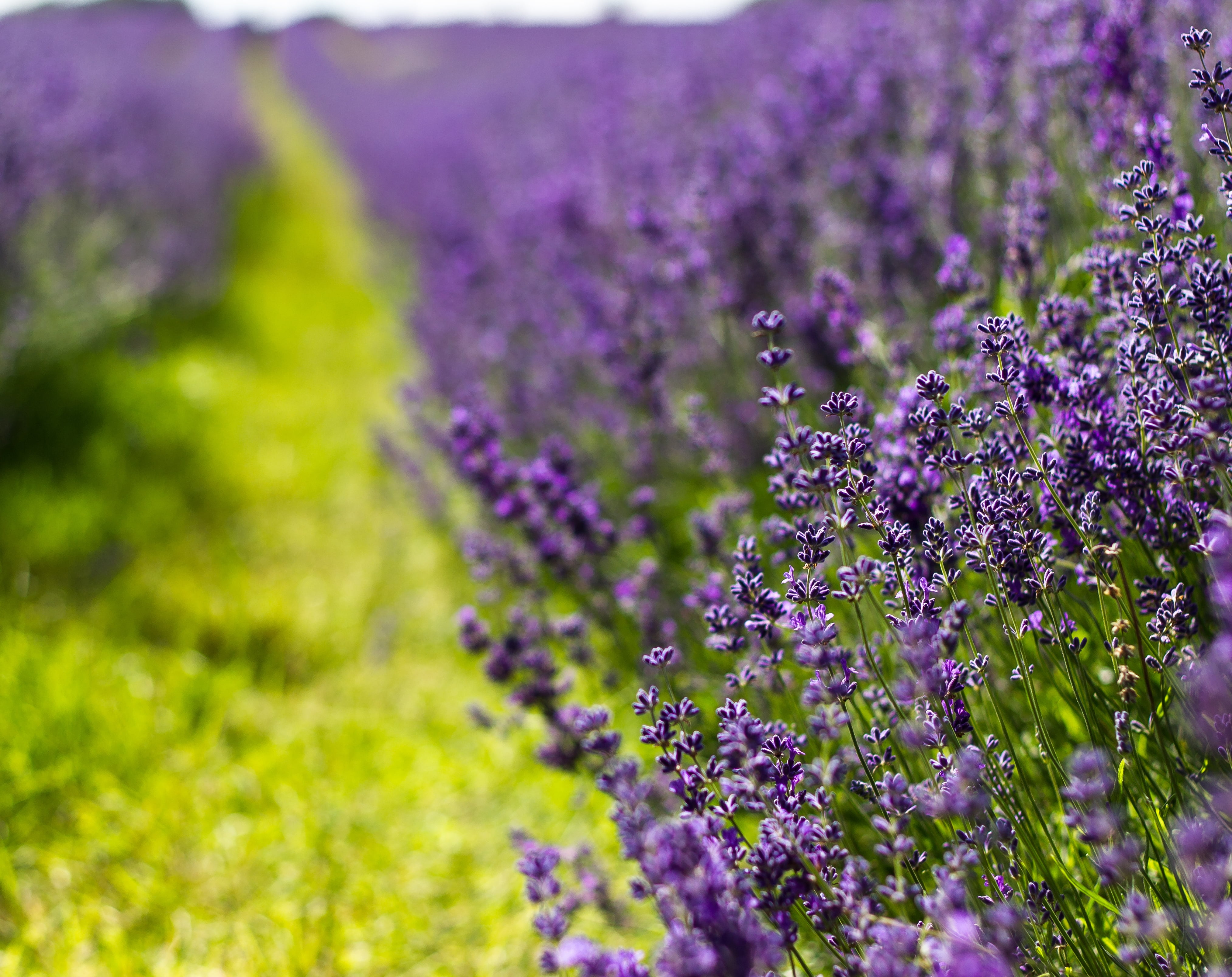 purple lavender field, flowers, lilac, summer, nature, plant