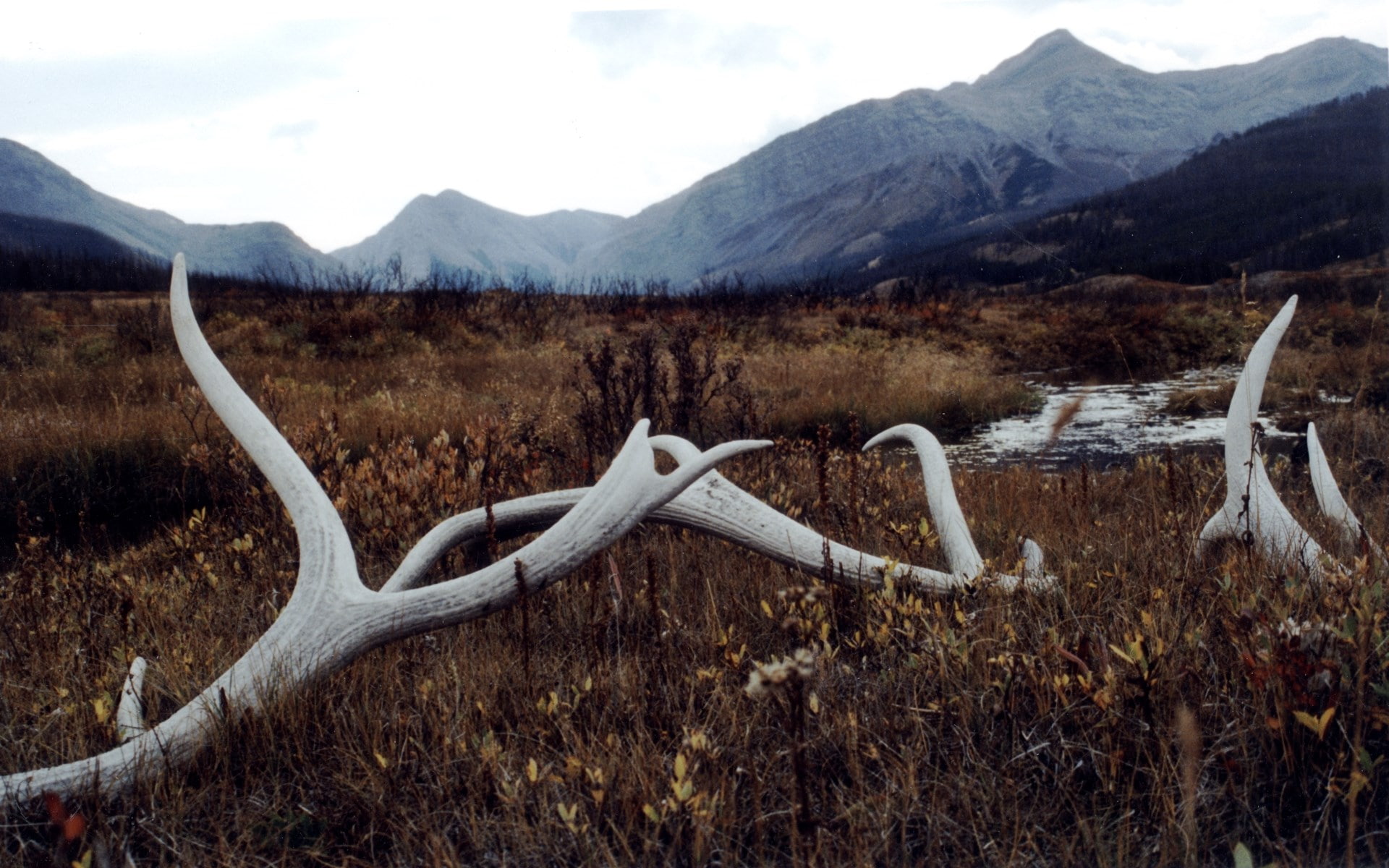 antler