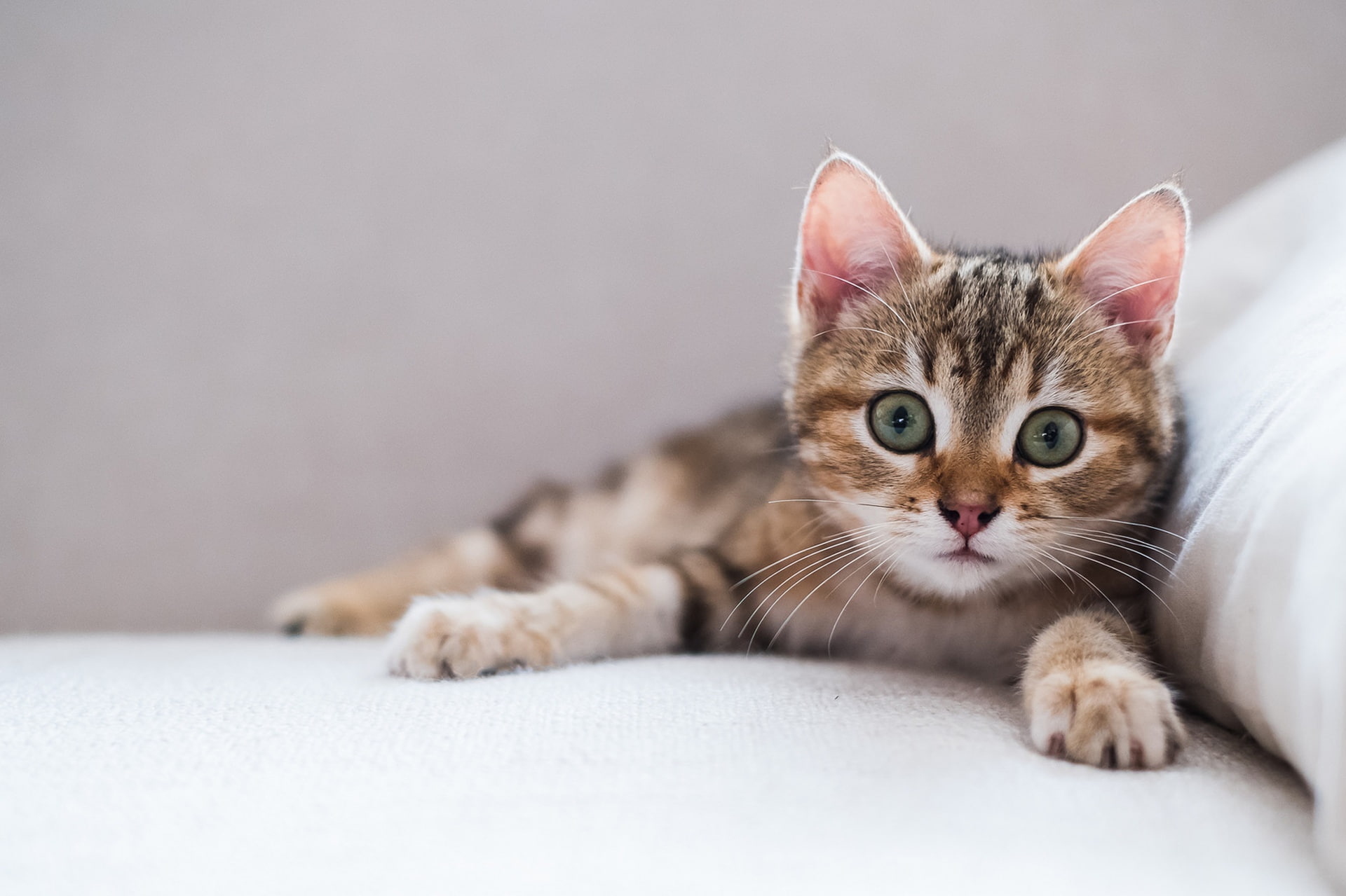 look, muzzle, kitty