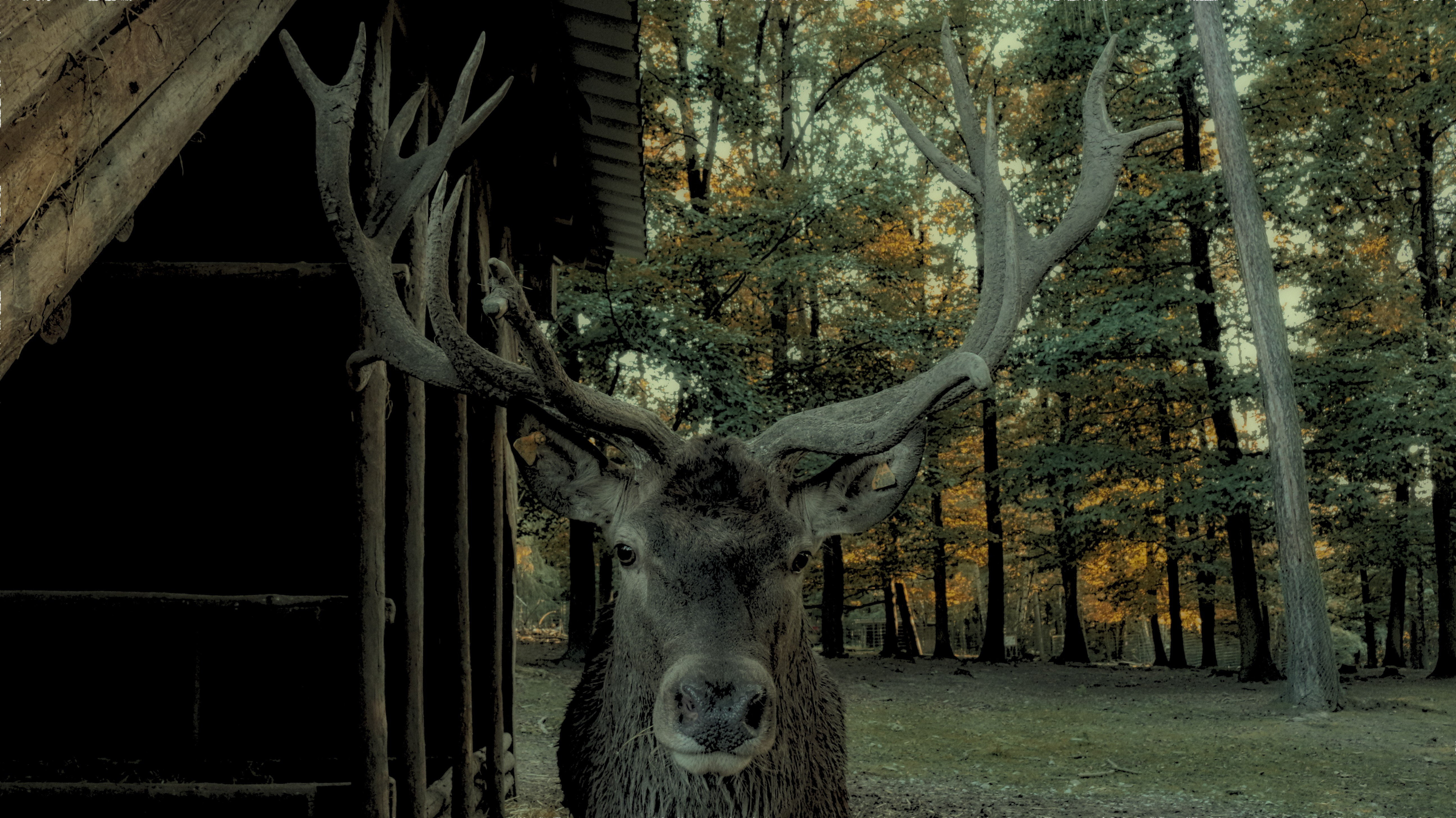 Deer