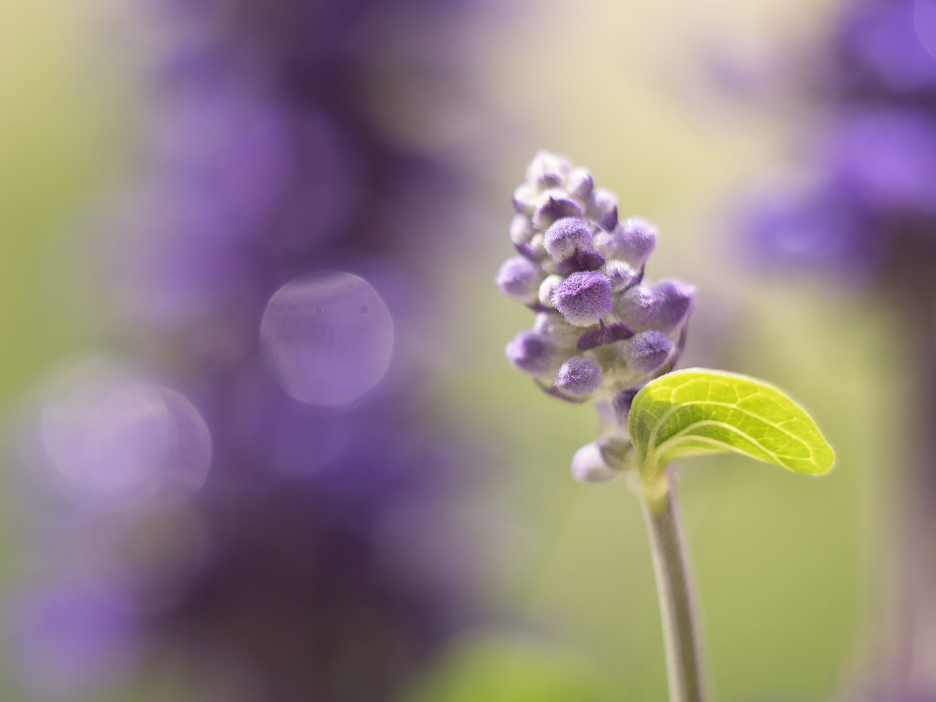 selective focus photography of purple petaled flower, Pompoms