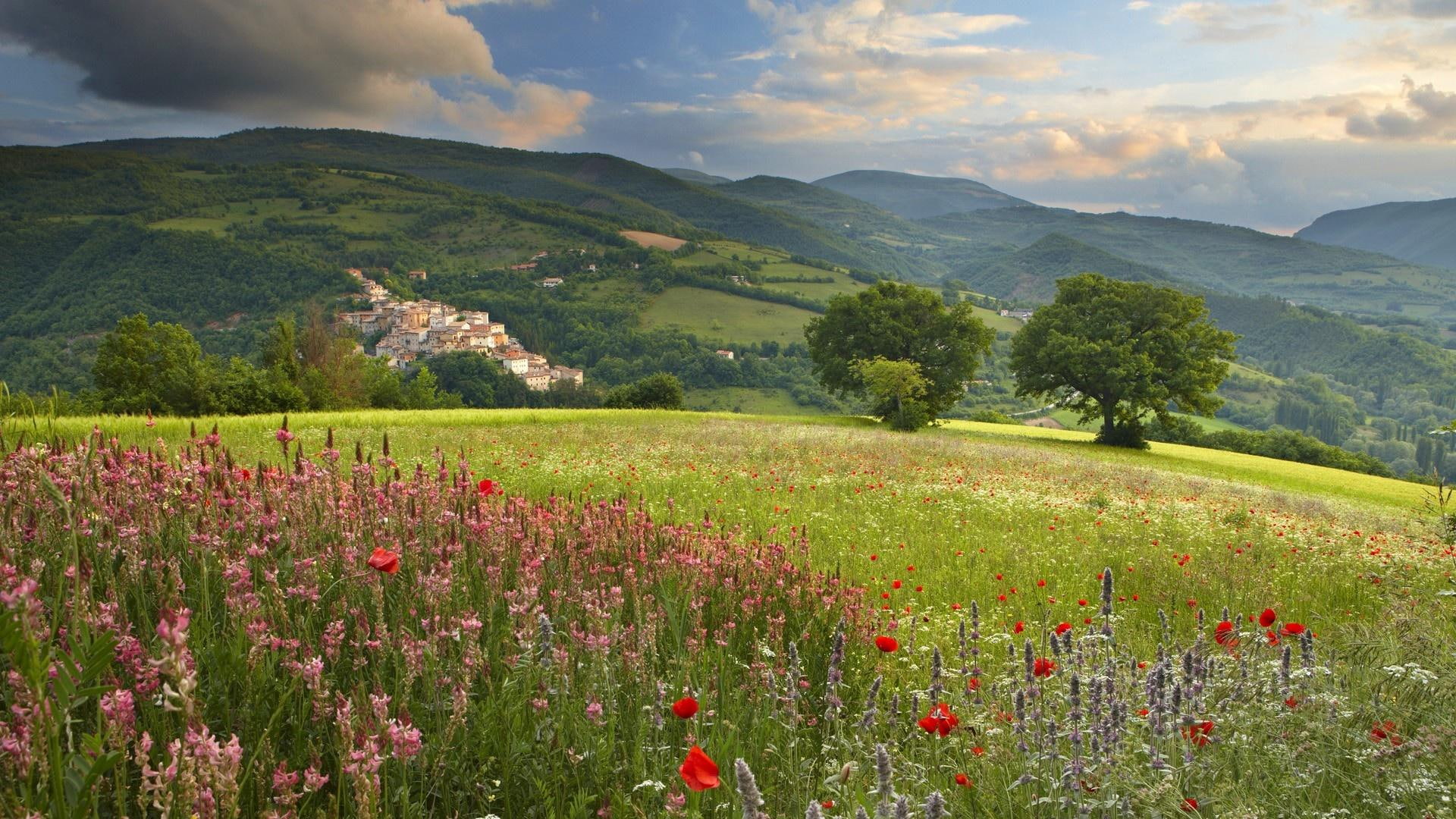 Poppies In The Meadow, flower field with mountain, flowers, landscapes