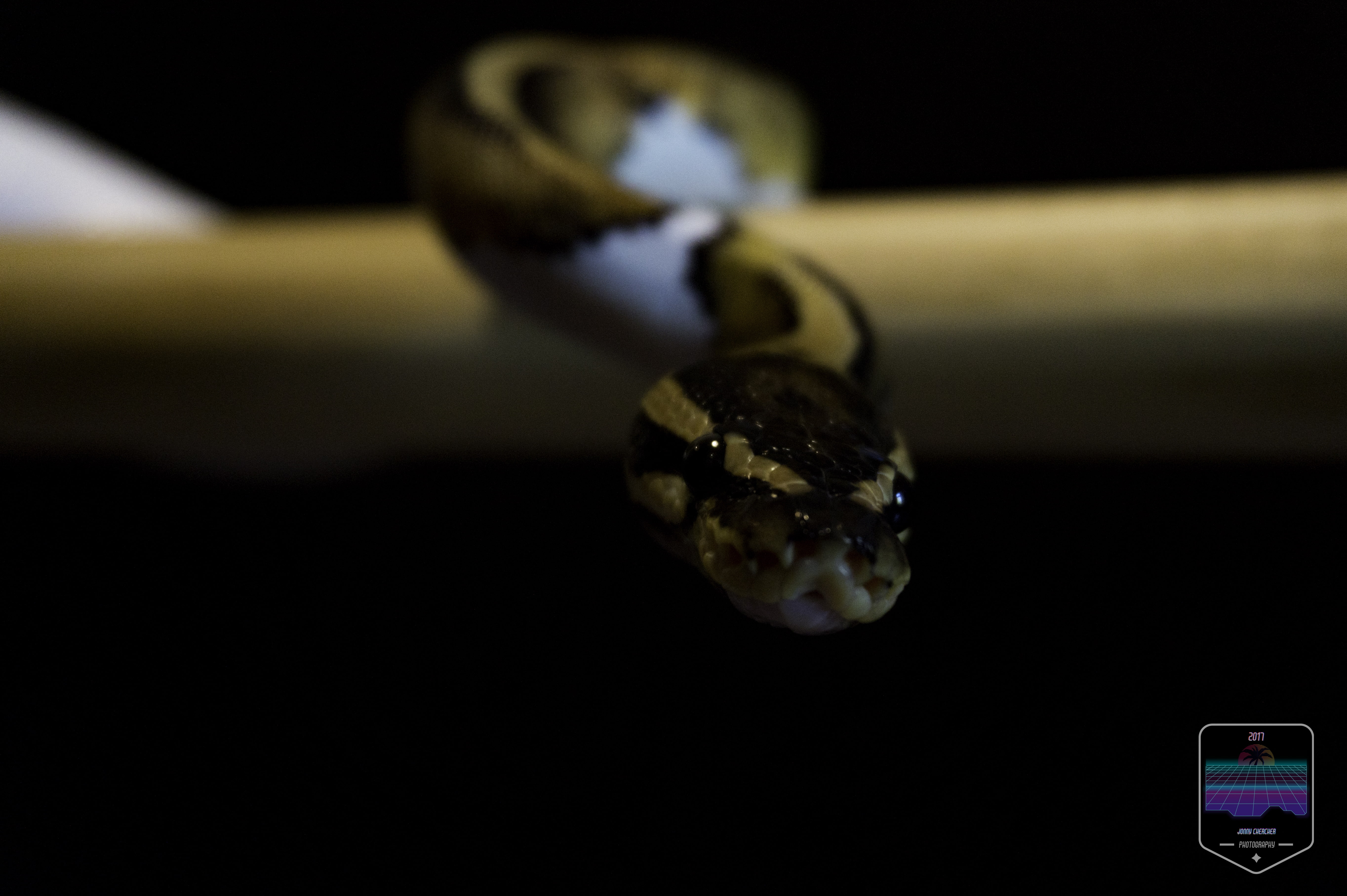 snake, python, nature