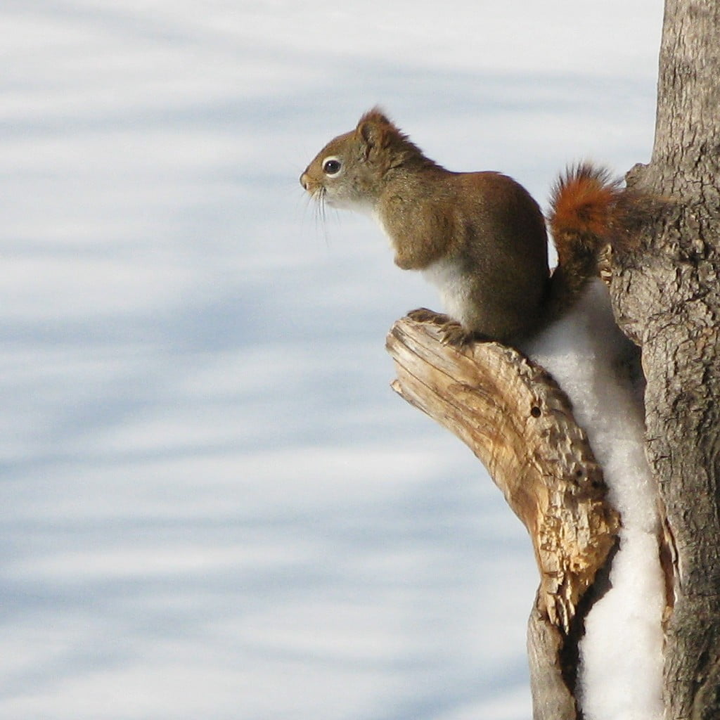 Squirrel standing on tree, le printemps, Waiting for spring, animal