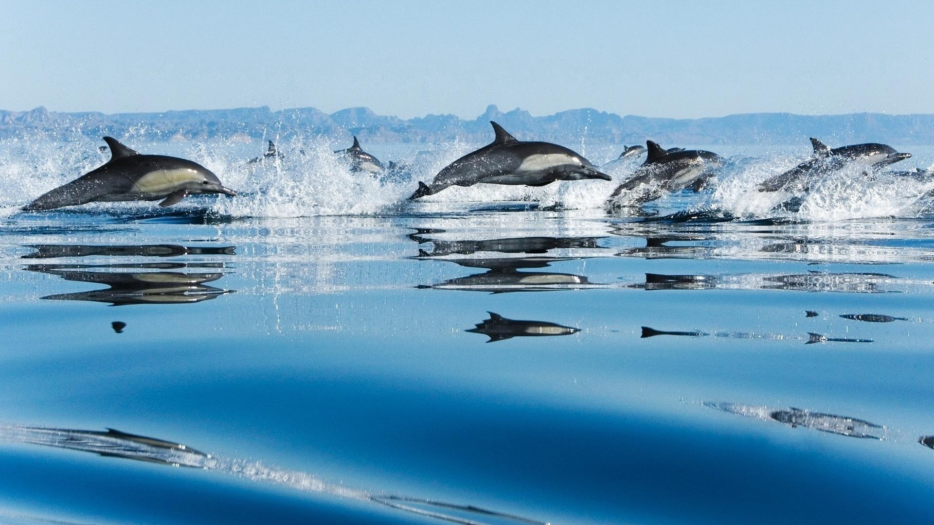dolphin