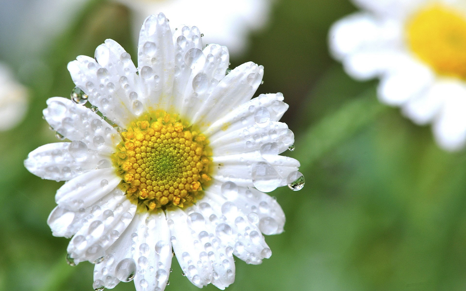daisy