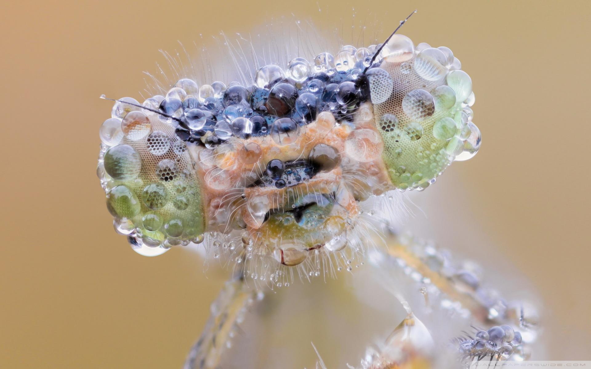 Dew-eyed Dragonfly, macro photography of damselfly face, closeup