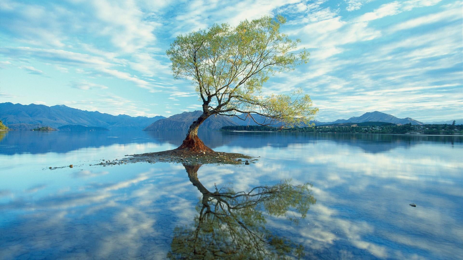 reflection, reflected, tree, lake, water, sky, cloud - sky