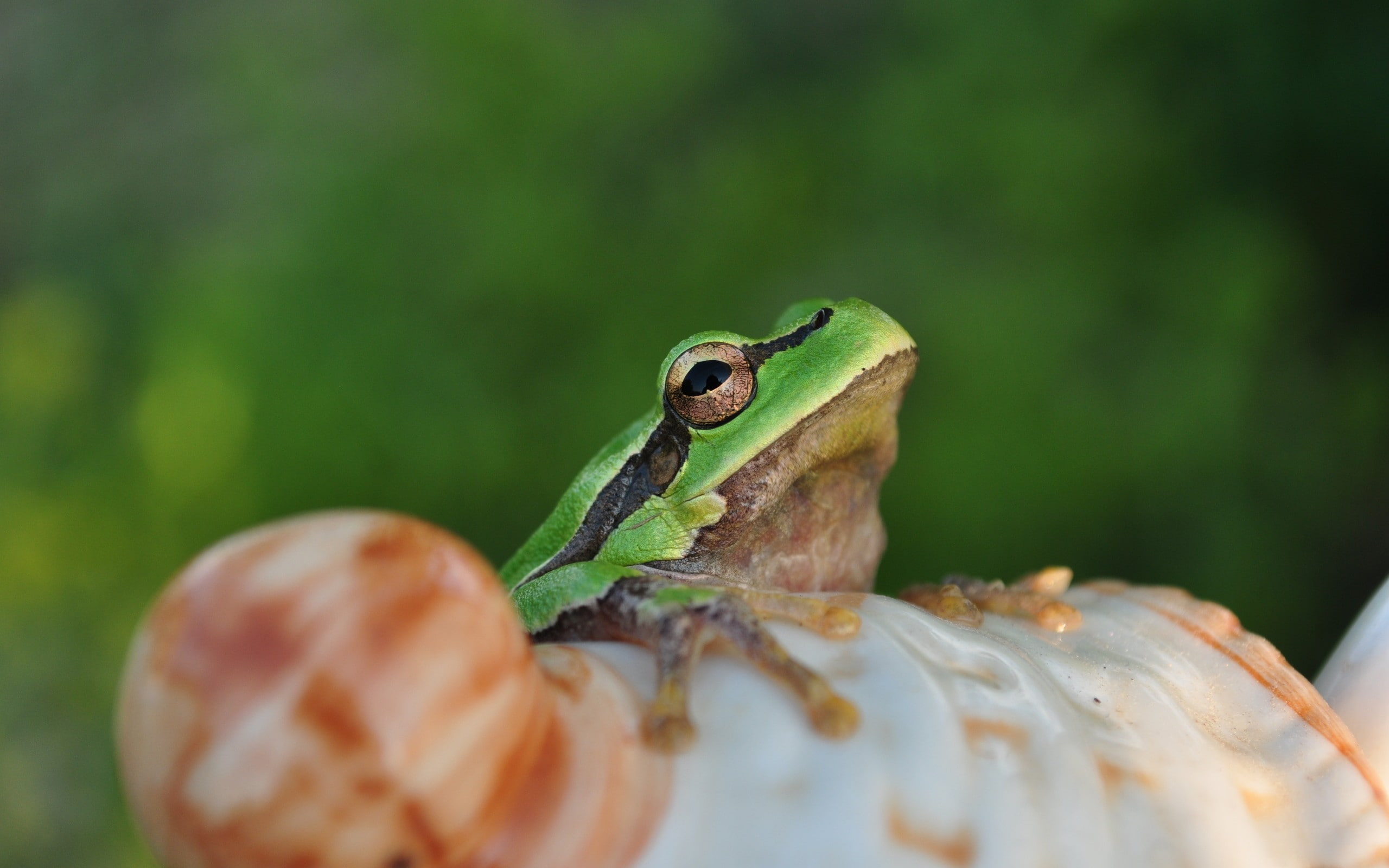 frog, shell