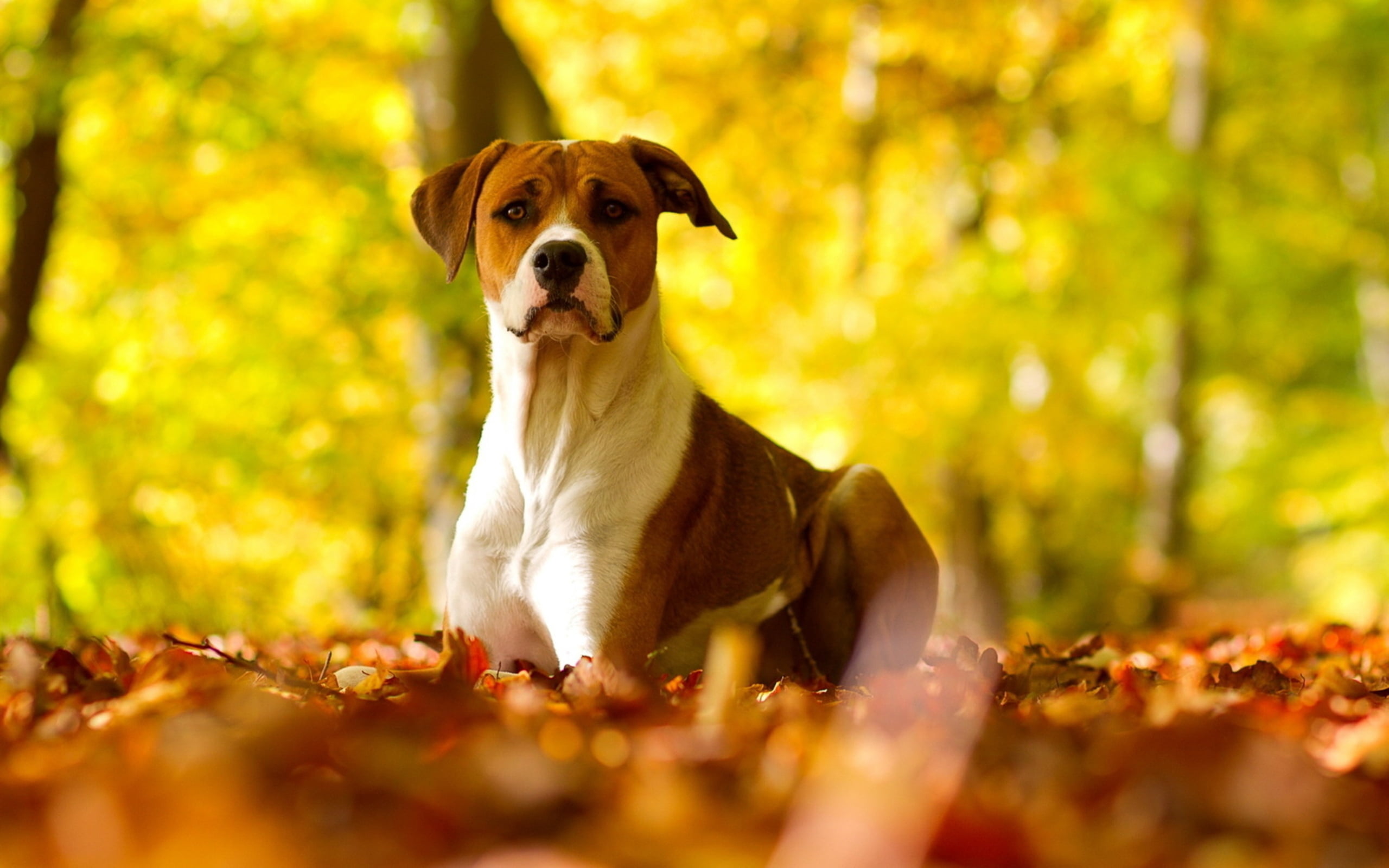 adult tan and white American Staffordshire terrier, dog, leaves