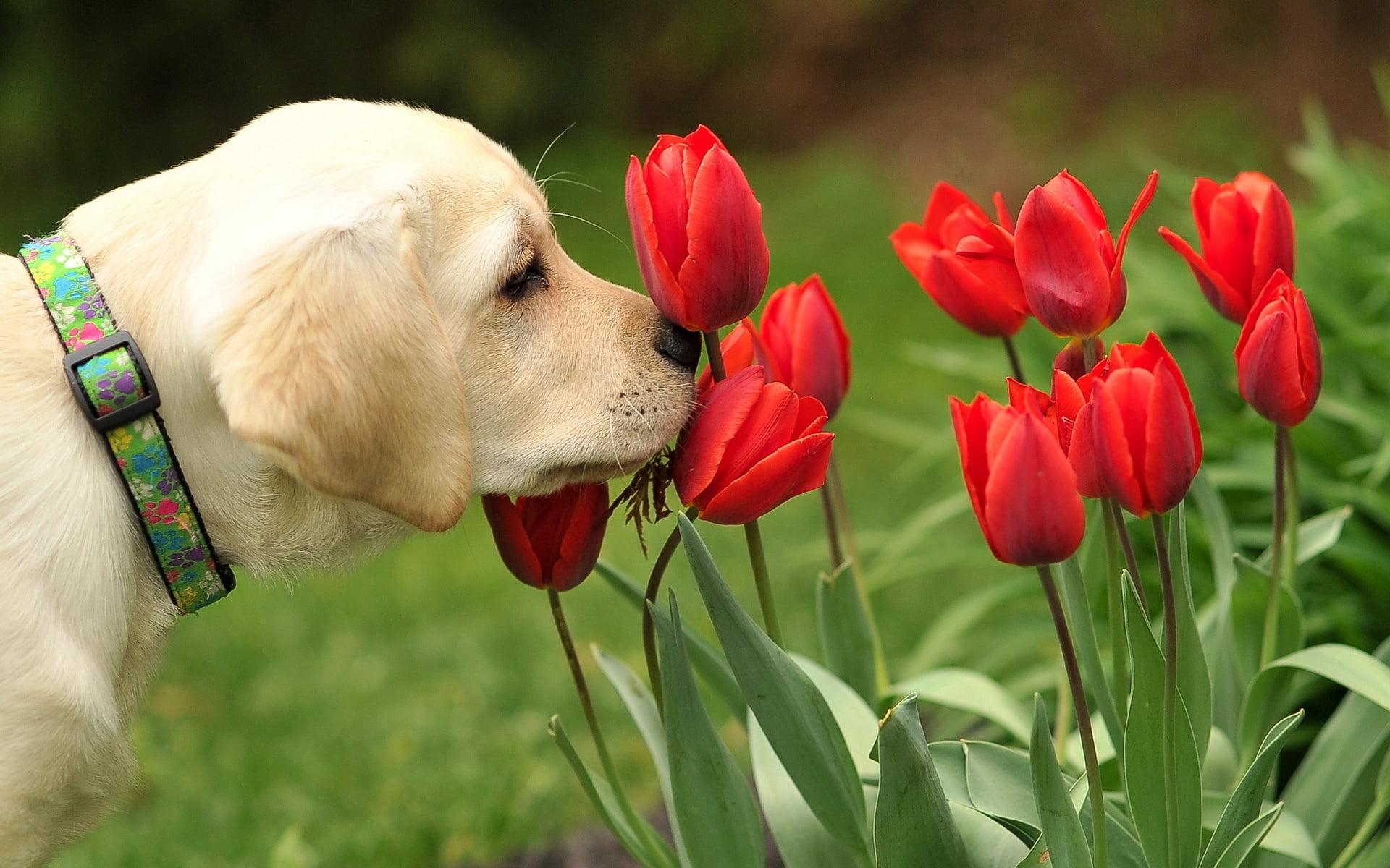 yellow Labrador retriever puppy and red tulip flowers, dog, nature