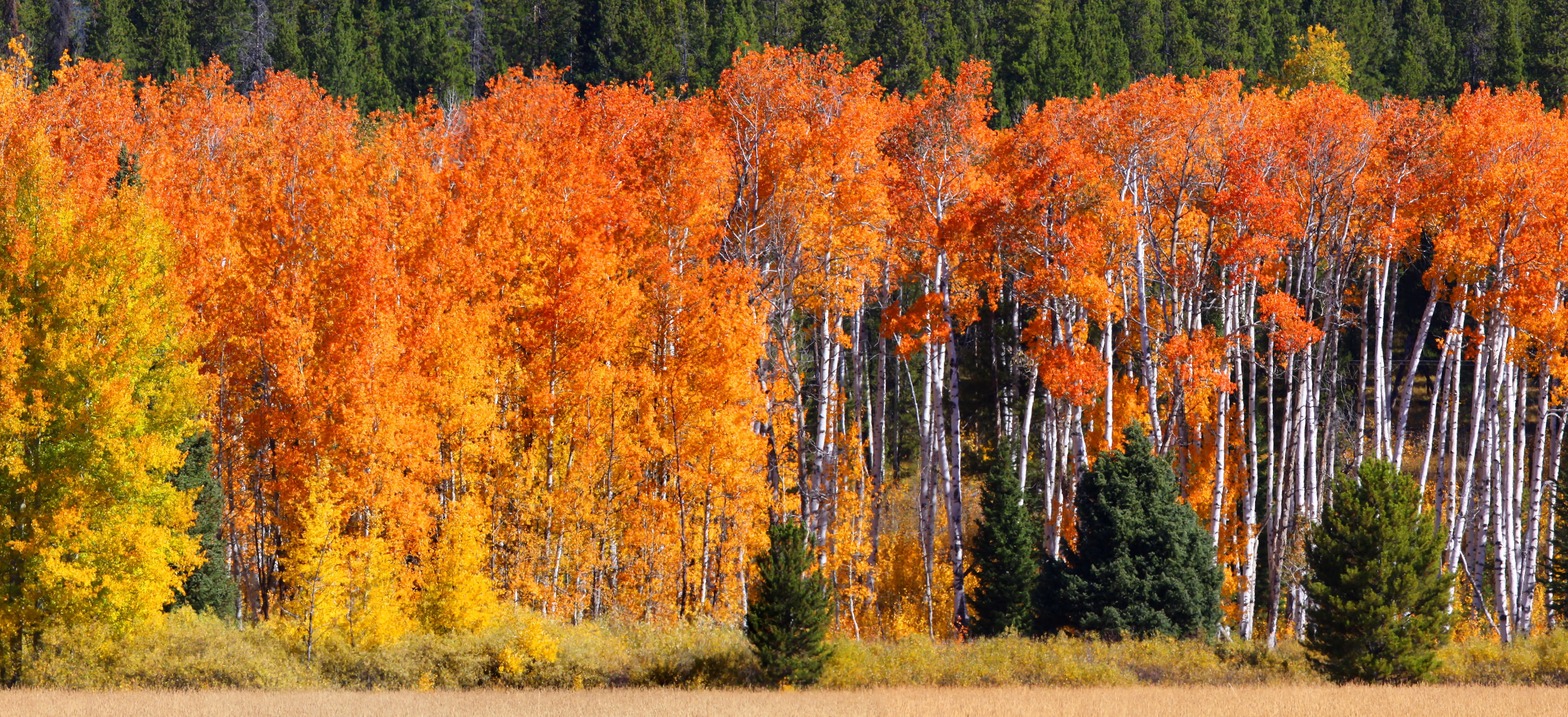 orange maple trees, colorful, fall, green, yellow, nature, autumn