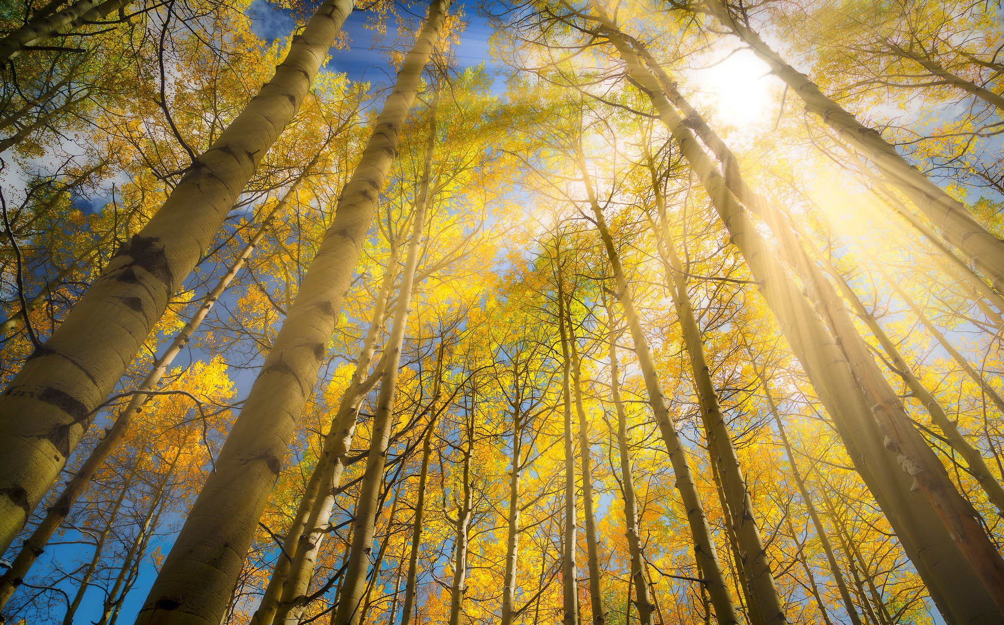the sky, light, nature, birch